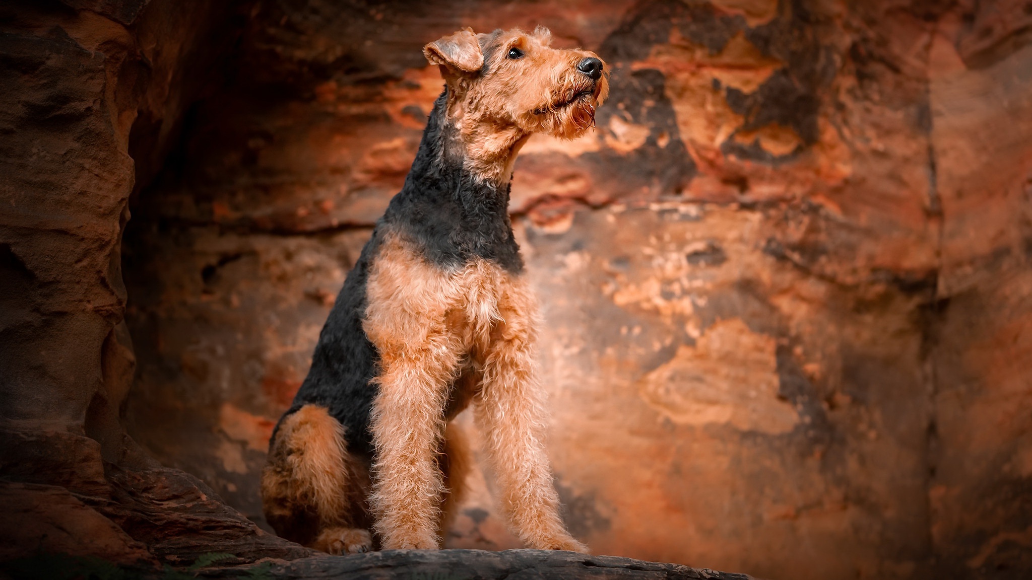 animal, airedale terrier