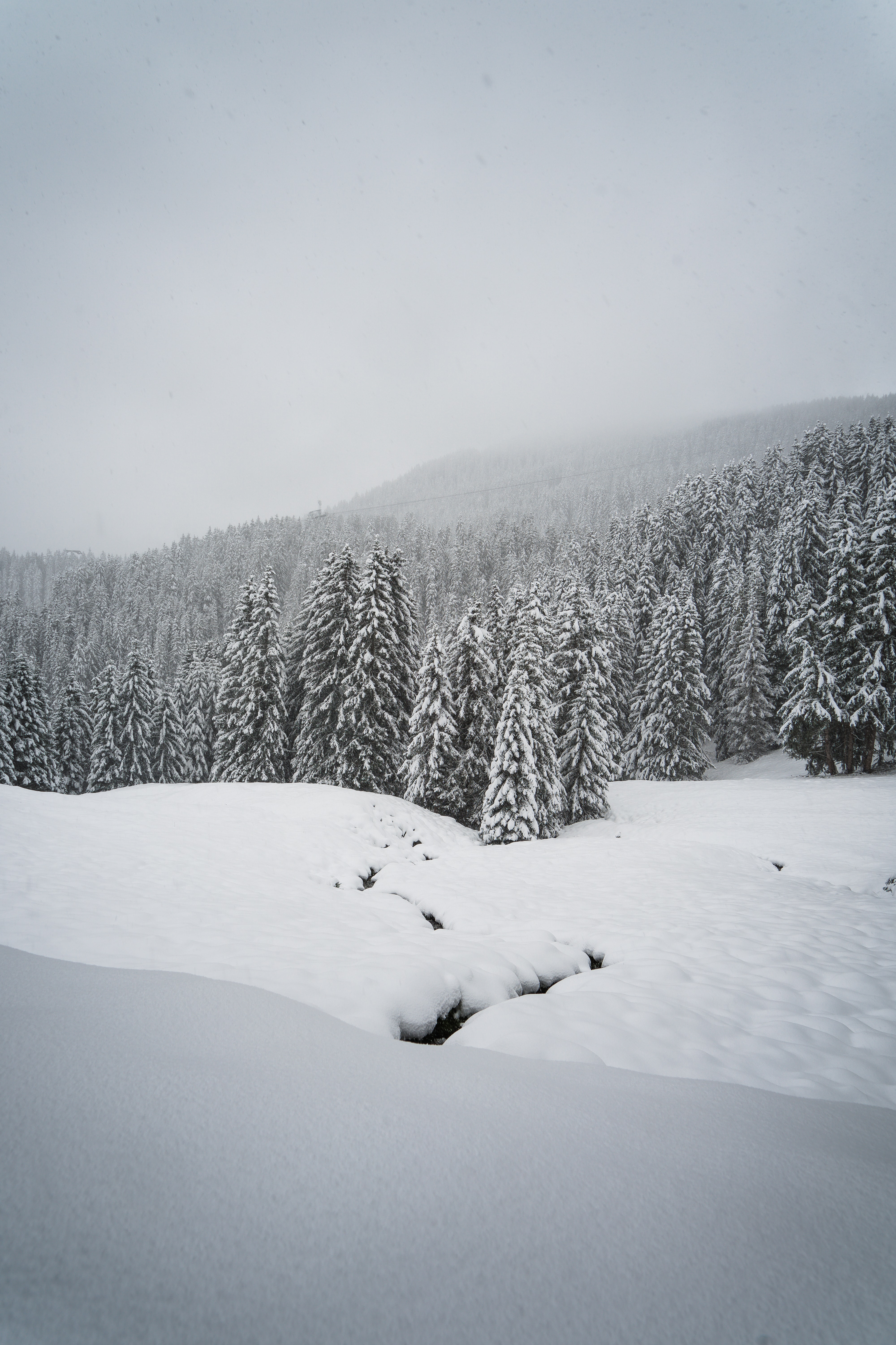 79027 скачать картинку зима, природа, снег, лес, ель, заснеженный - обои и заставки бесплатно
