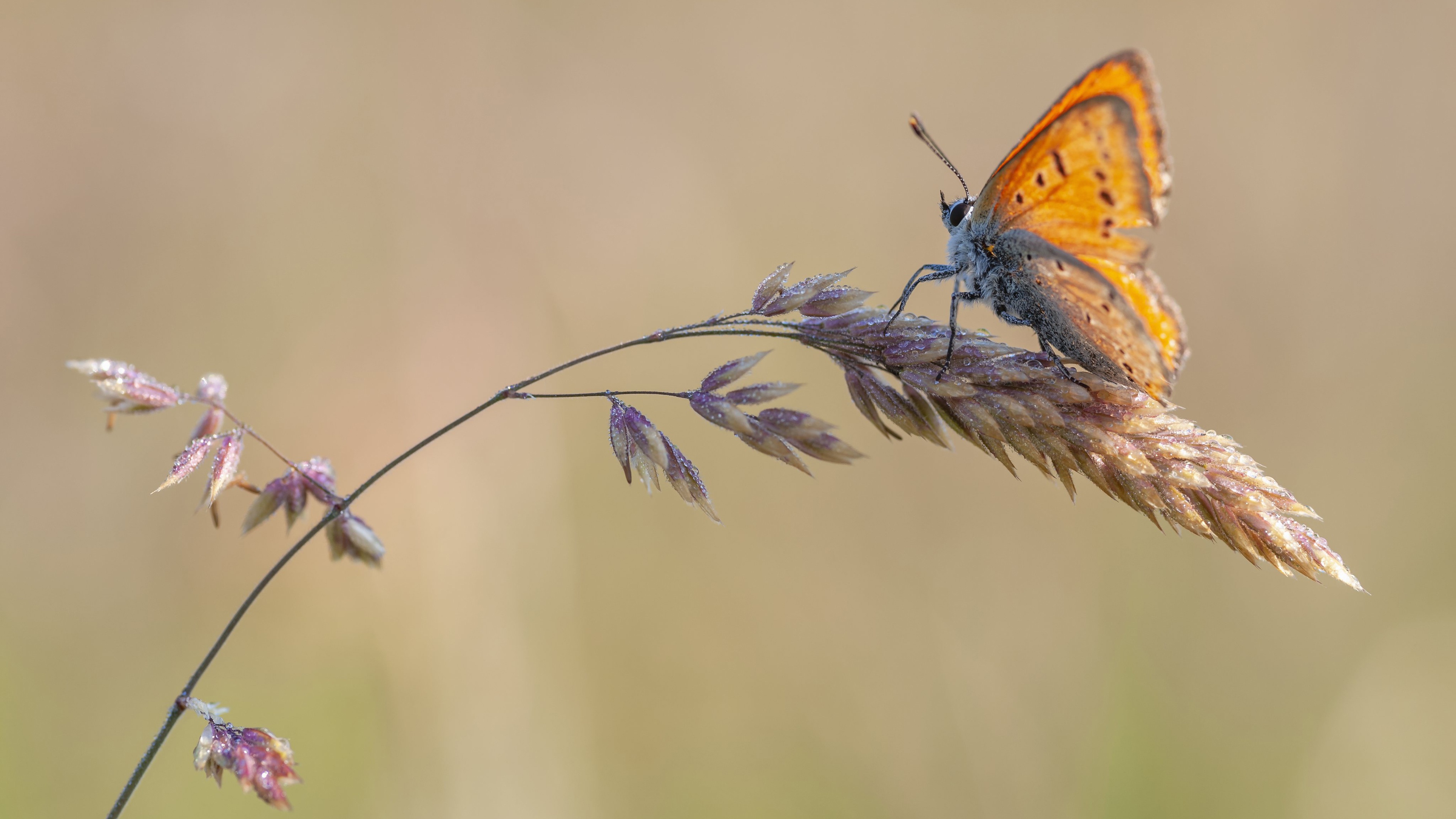 Descarga gratuita de fondo de pantalla para móvil de Animales, Mariposa, Macrofotografía.