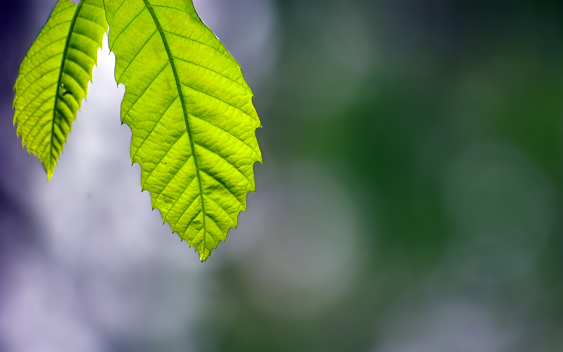 Free download wallpaper Nature, Leaf, Earth on your PC desktop