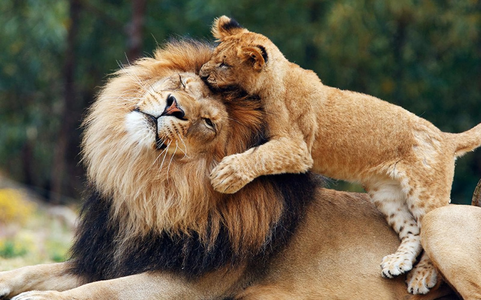 Téléchargez gratuitement l'image Animaux, Chats, Amour, Lion, Lionceau, Bébé Animal sur le bureau de votre PC
