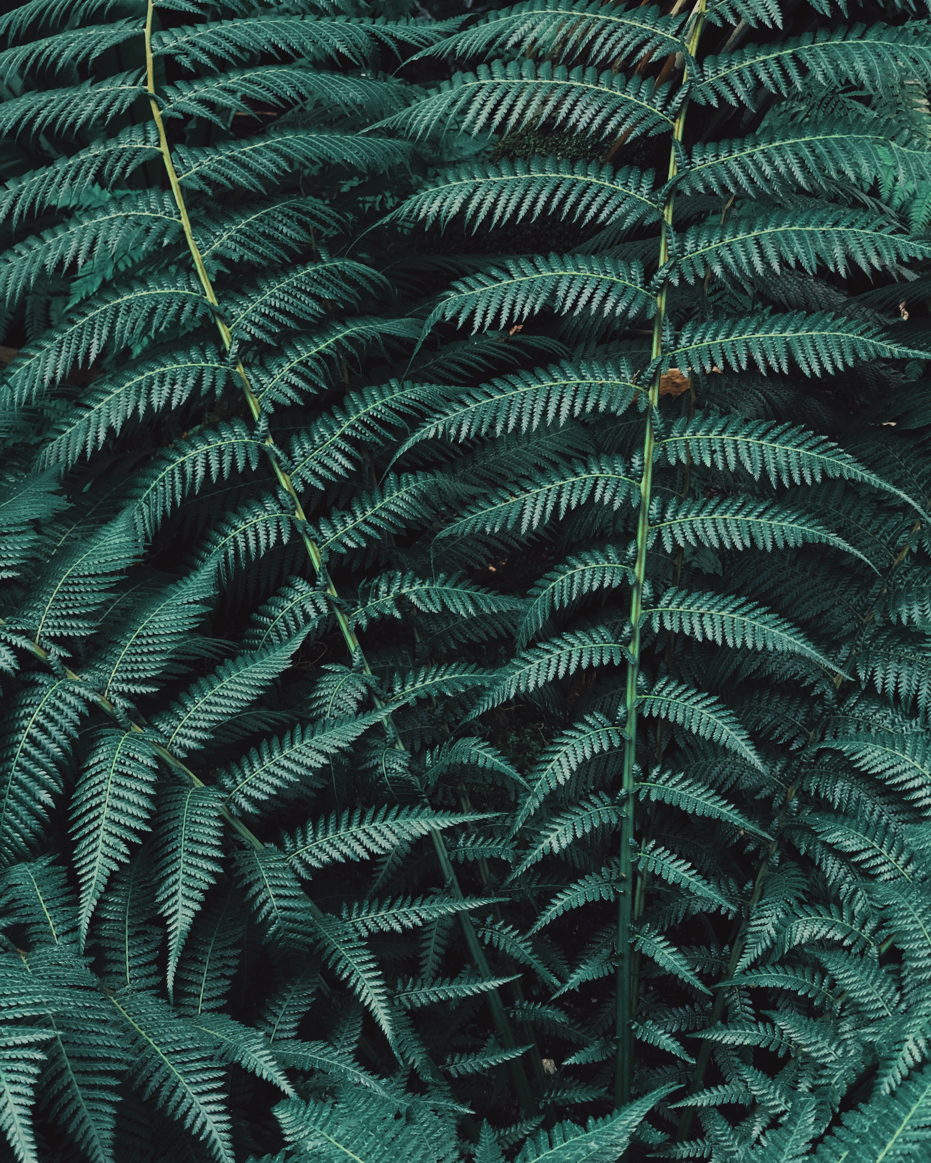 Wallpaper Full HD nature, leaves, green, plant, fern, carved