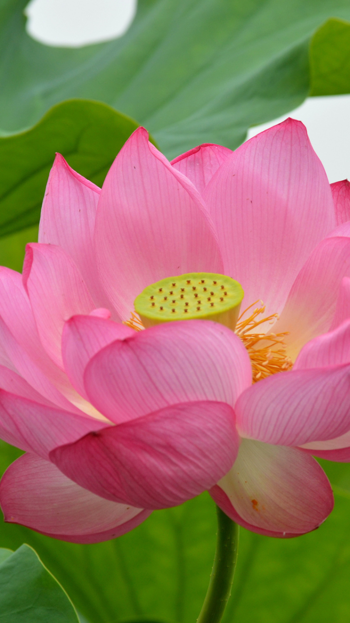 Download mobile wallpaper Flowers, Lotus, Flower, Earth, Pink Flower for free.