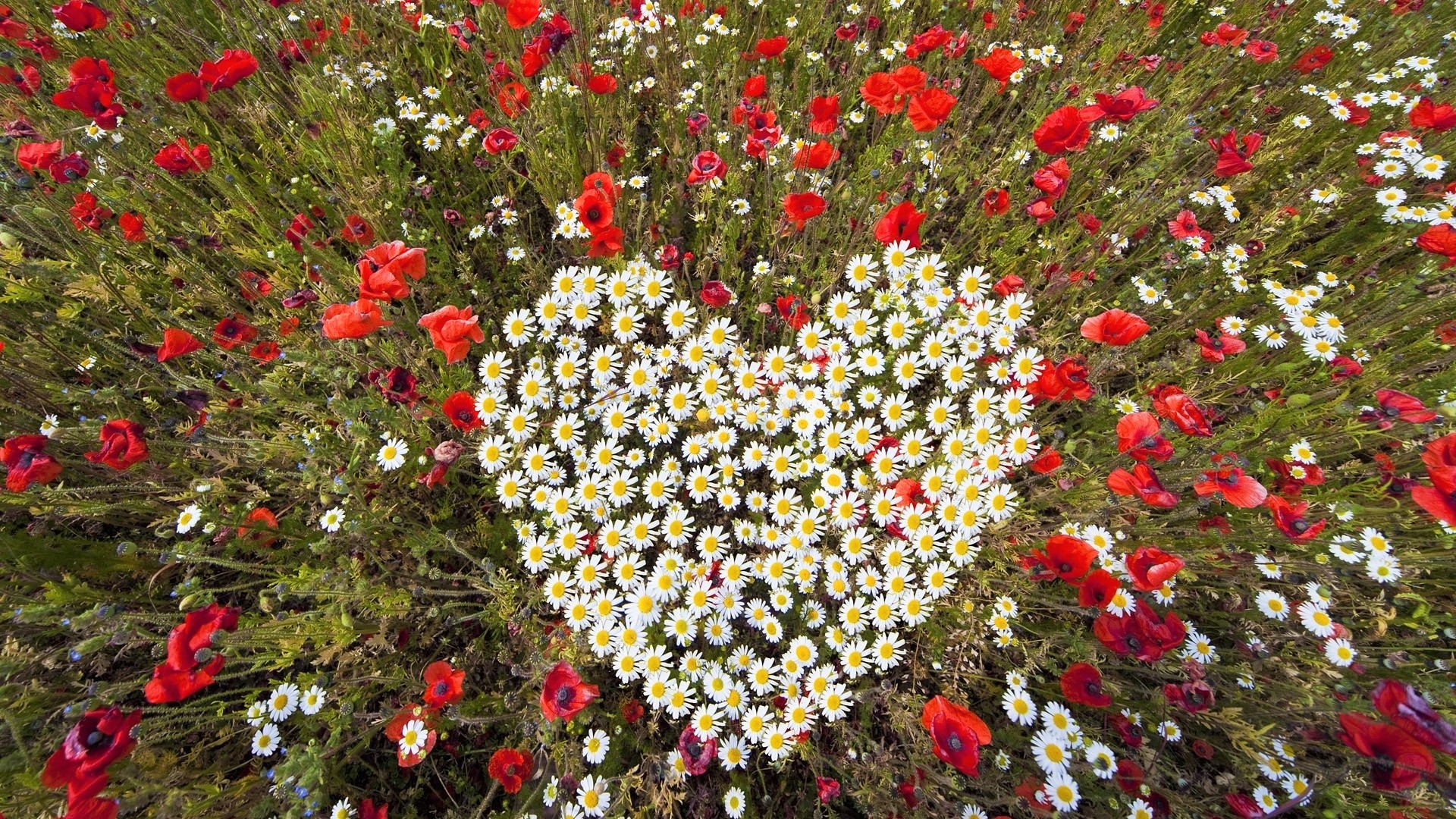 Handy-Wallpaper Blumen, Mohn, Sommer, Blume, Gänseblümchen, Herz, Weiße Blume, Rote Blume, Erde/natur, Herzförmig kostenlos herunterladen.