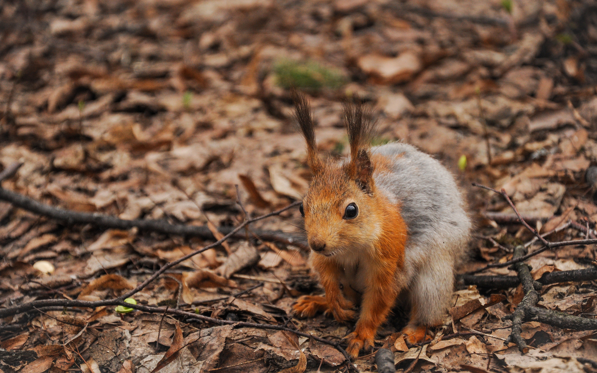 Download mobile wallpaper Squirrel, Animal for free.