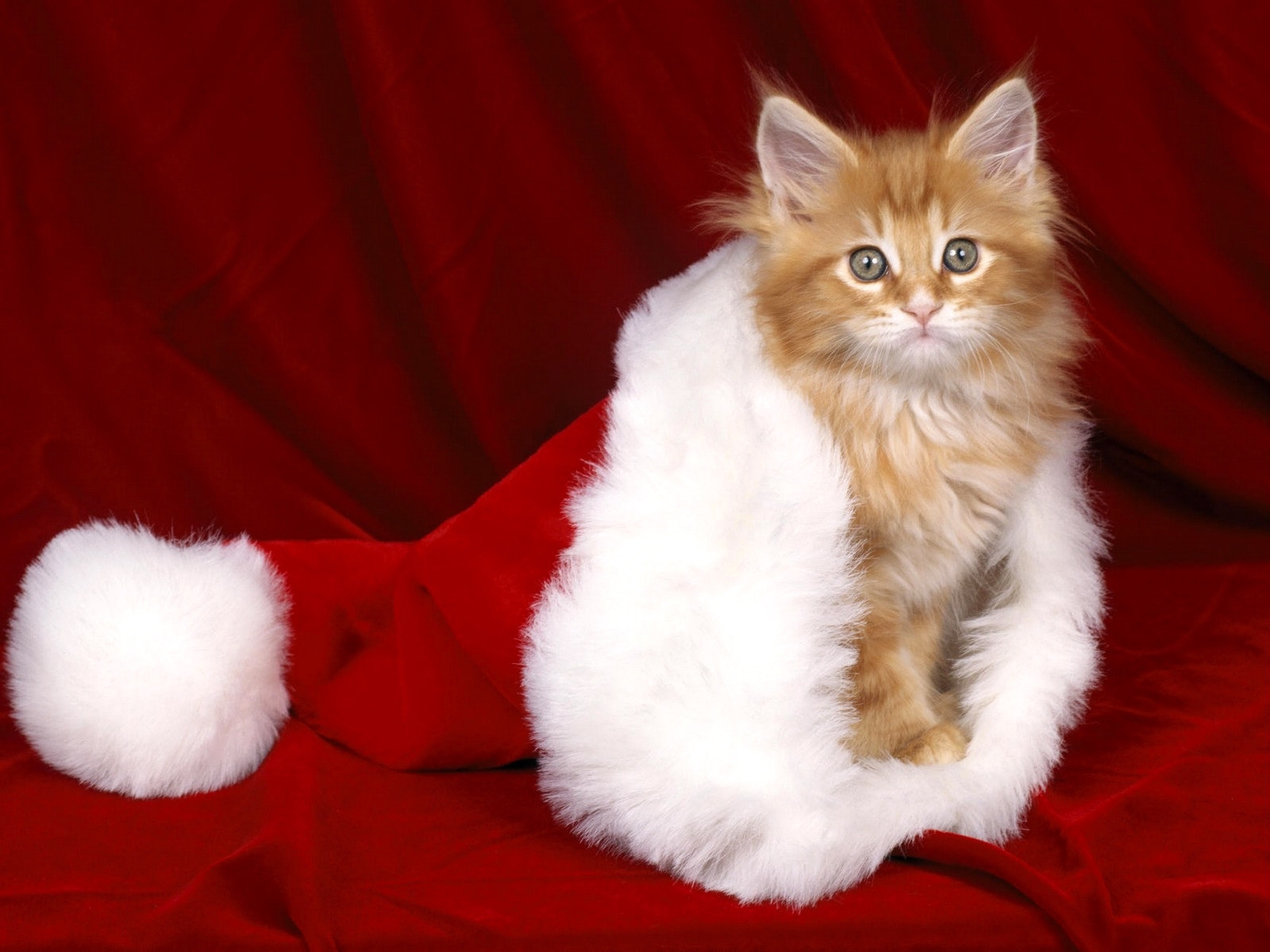 6224 завантажити картинку кішки, тварини, новий рік, різдво, червоний - шпалери і заставки безкоштовно