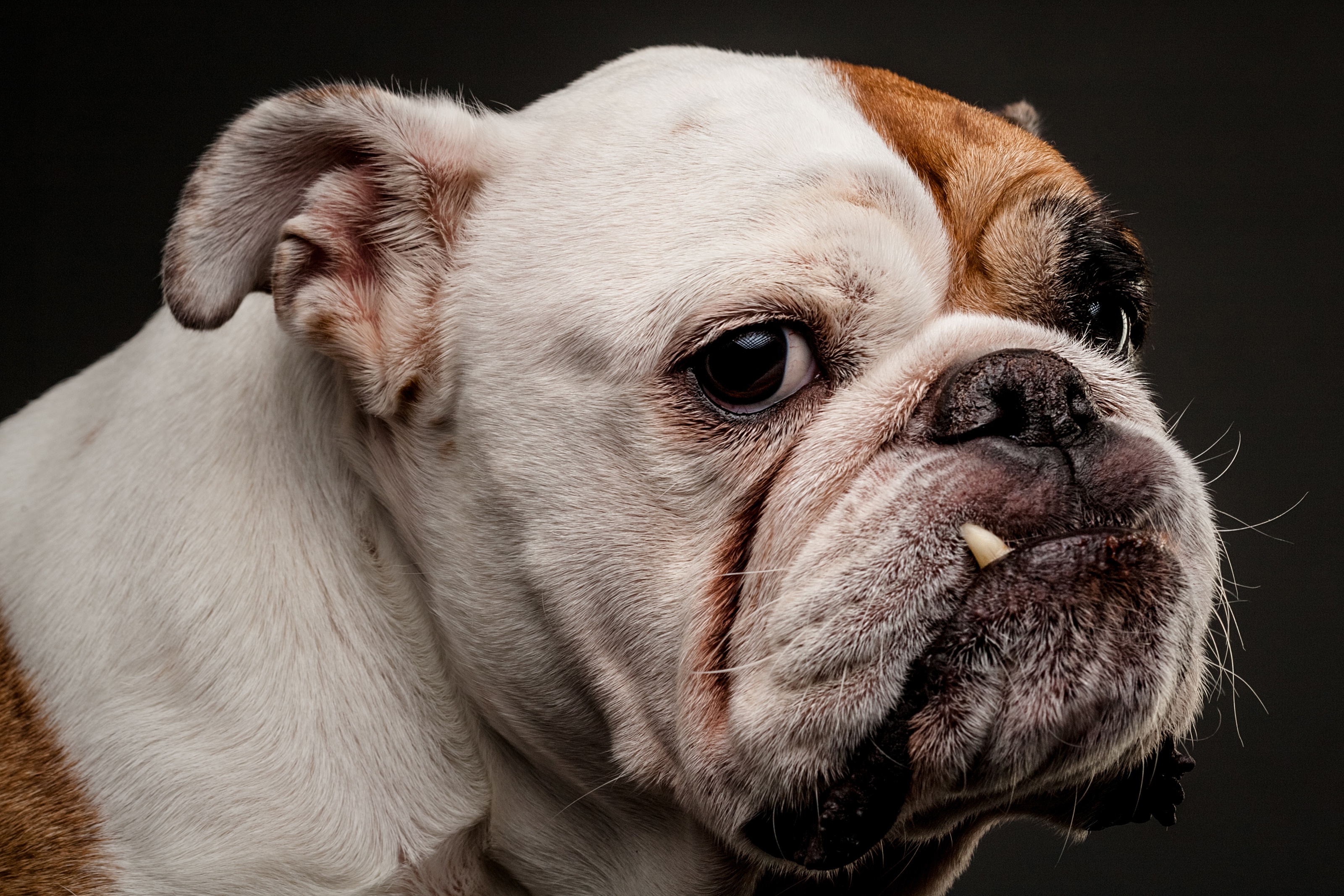 497743 descargar imagen animales, bulldog inglés, perro, perros: fondos de pantalla y protectores de pantalla gratis
