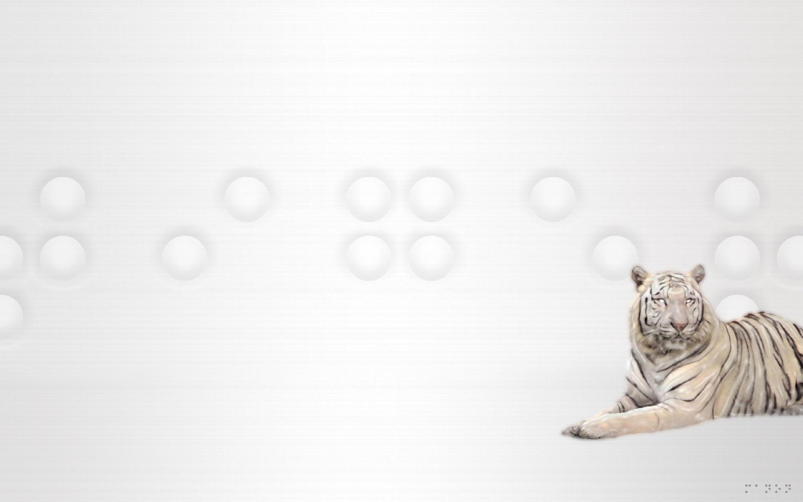 167622 télécharger le fond d'écran animaux, tigre blanc, chats - économiseurs d'écran et images gratuitement