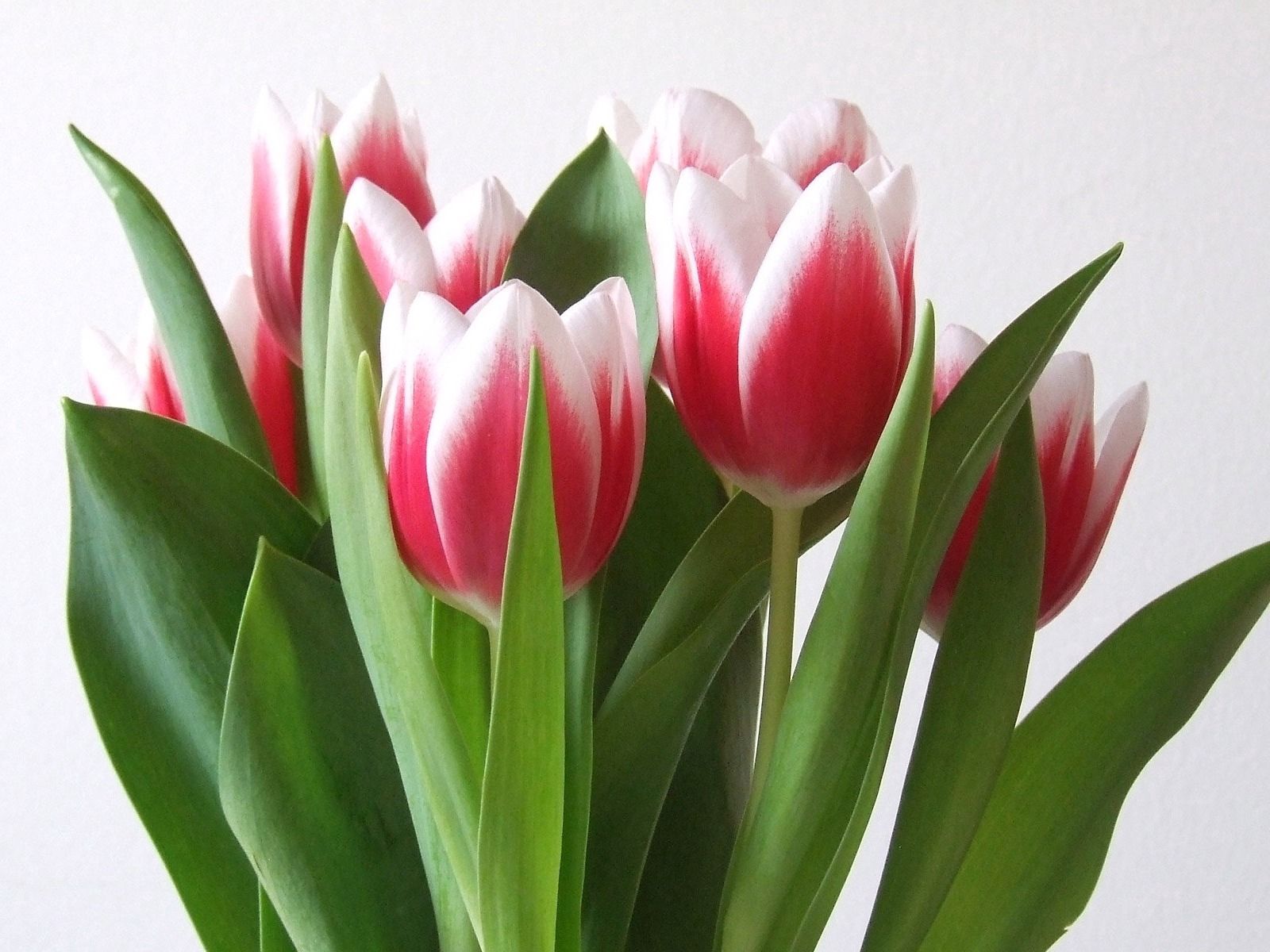 157537 baixar imagens ramalhete, flores, tulipas, buquê, primavera, variegado, mosqueado - papéis de parede e protetores de tela gratuitamente