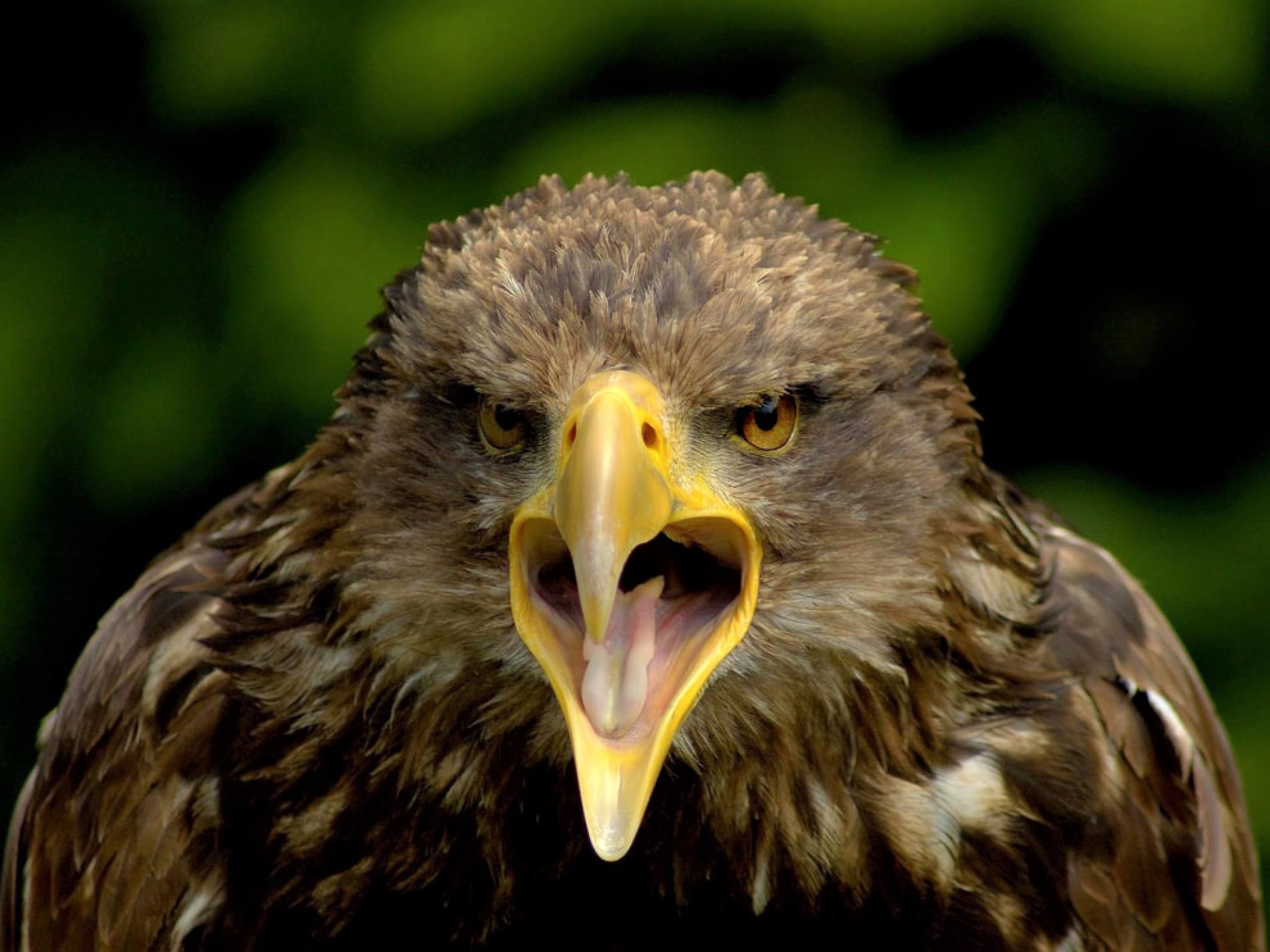 Laden Sie das Tiere, Vögel, Vogel, Adler, Steinadler, Raubvogel-Bild kostenlos auf Ihren PC-Desktop herunter