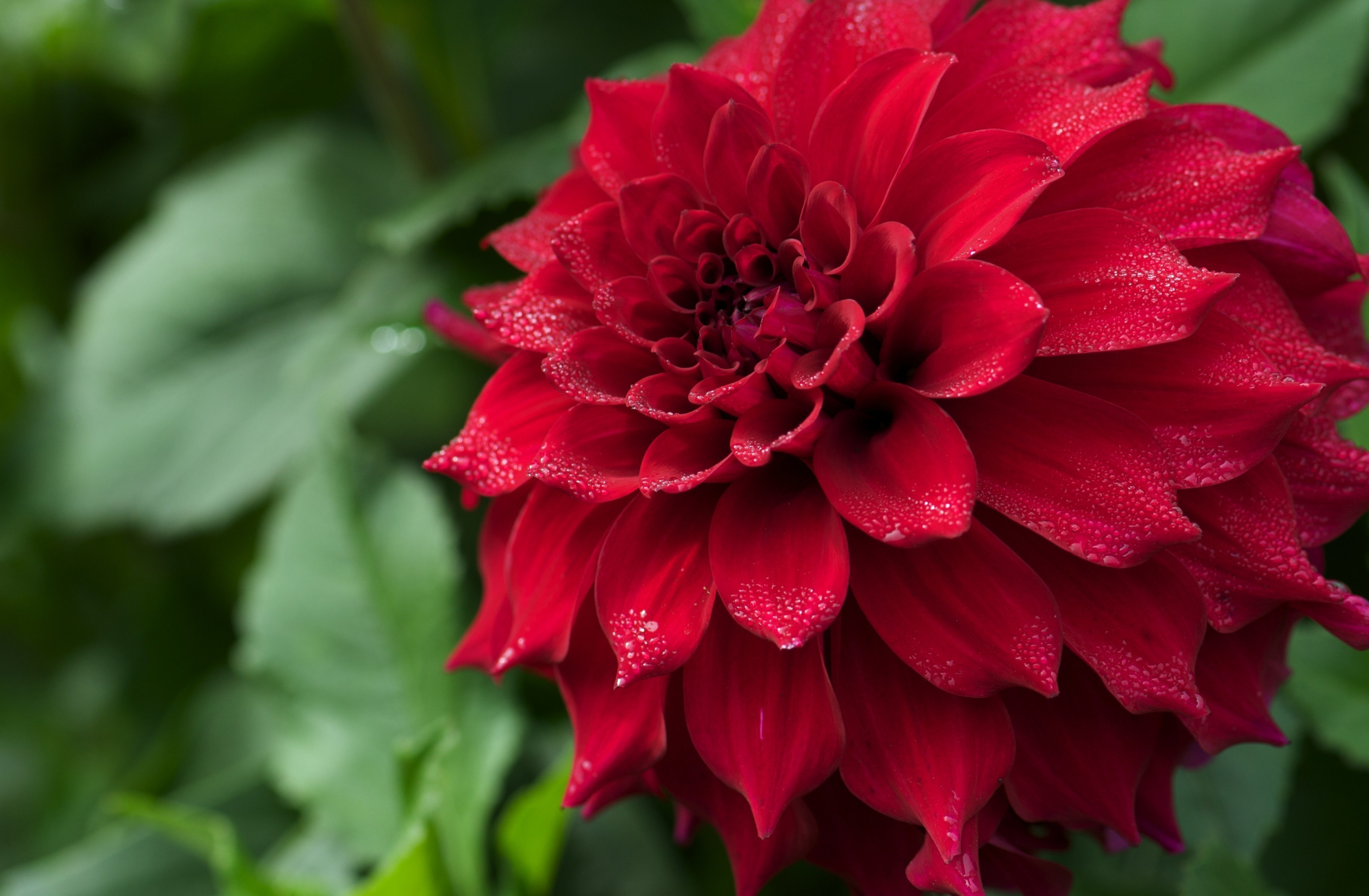 Download mobile wallpaper Nature, Flowers, Flower, Blur, Close Up, Earth, Dahlia, Red Flower for free.