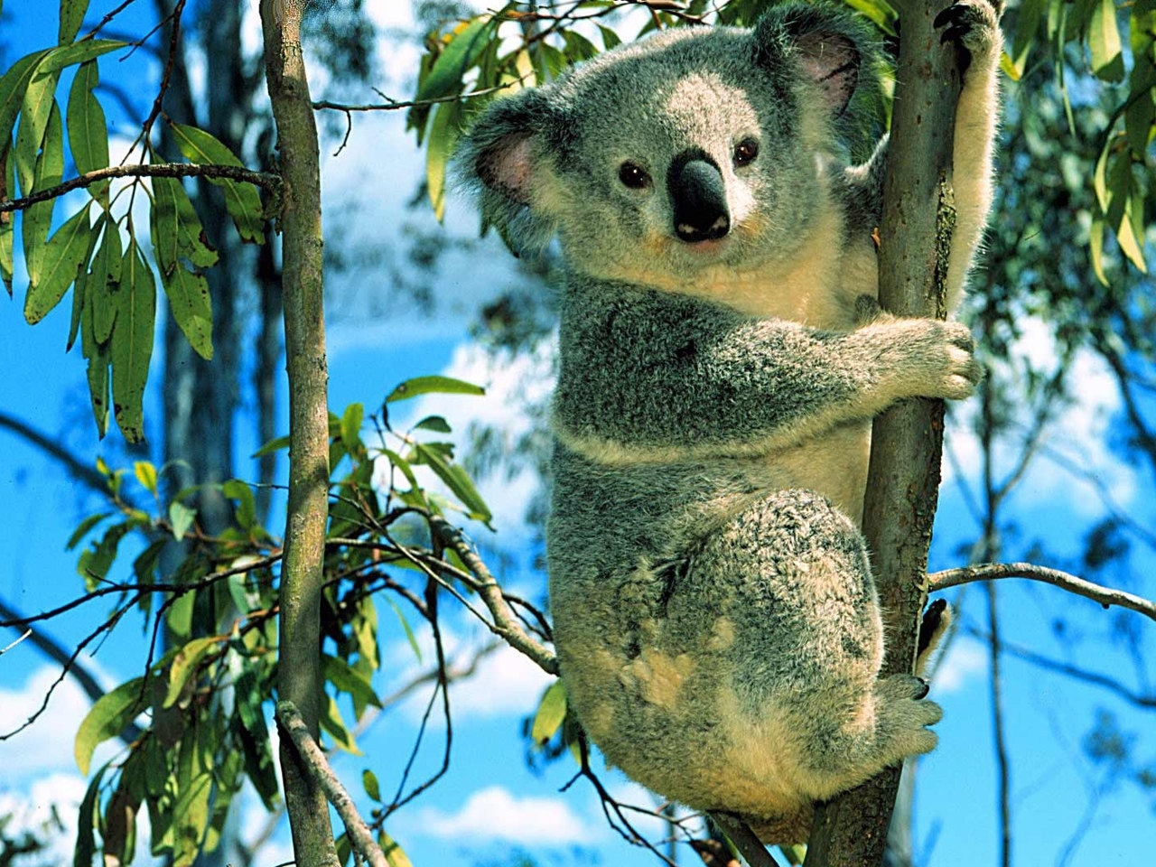 koalas, animals