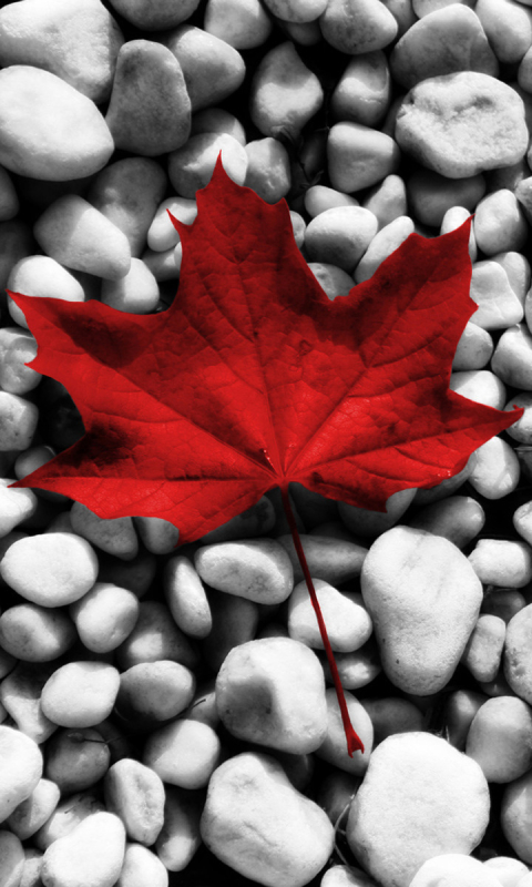 1120808 Hintergrundbild herunterladen verschiedenes, flagge von kanada, ahornblatt, flagge, flaggen - Bildschirmschoner und Bilder kostenlos