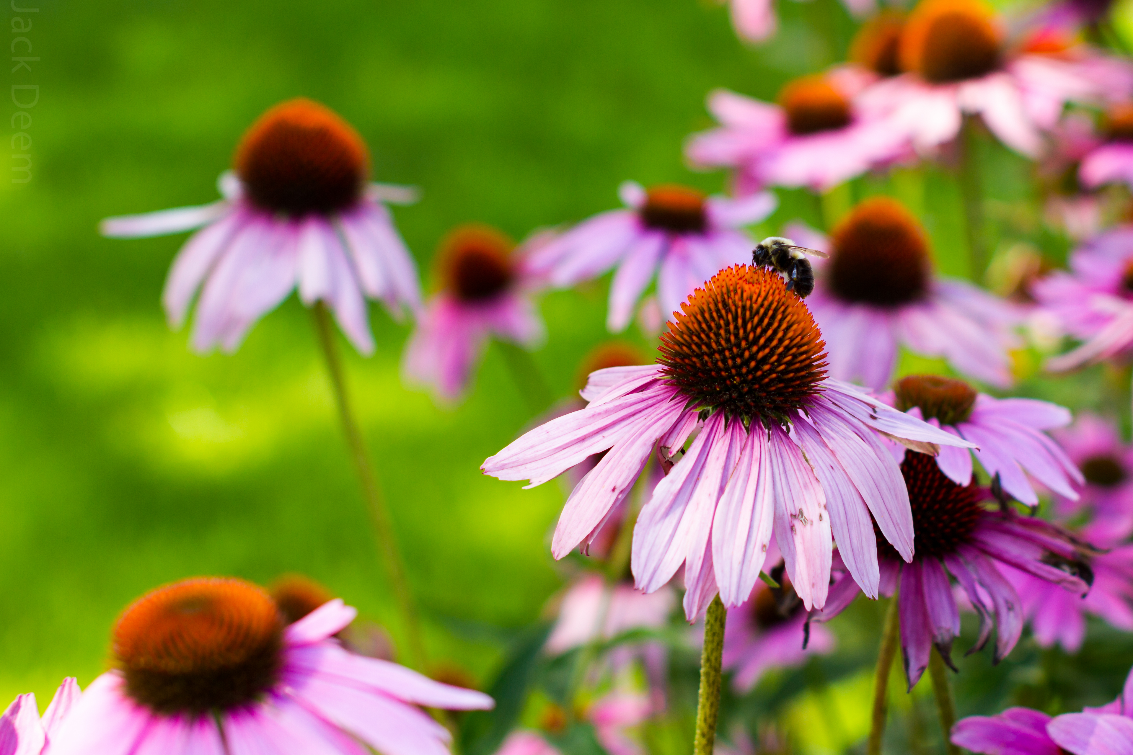 Handy-Wallpaper Biene, Blumen, Natur, Blume, Erde/natur kostenlos herunterladen.