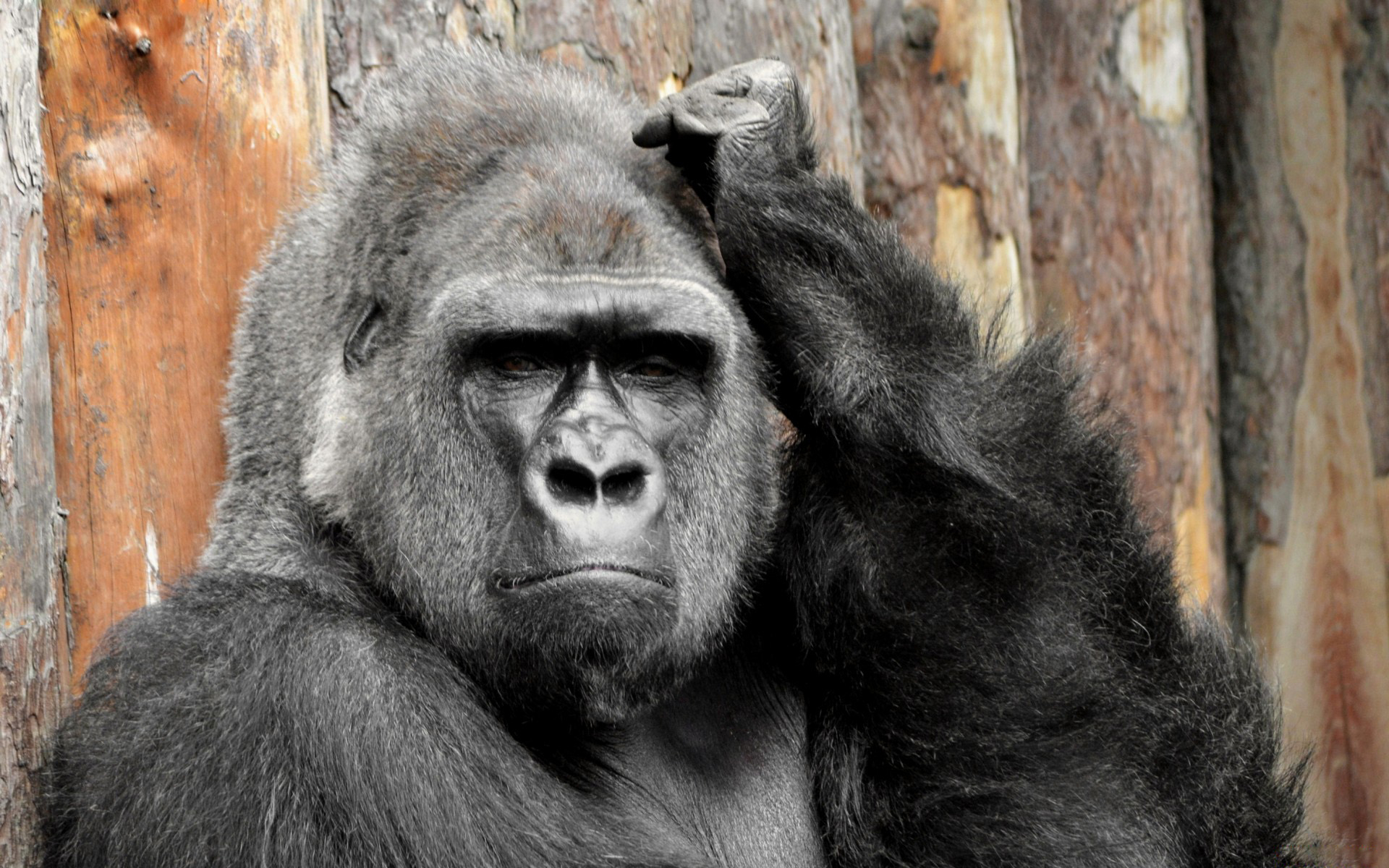animal, gorilla, monkeys HD wallpaper