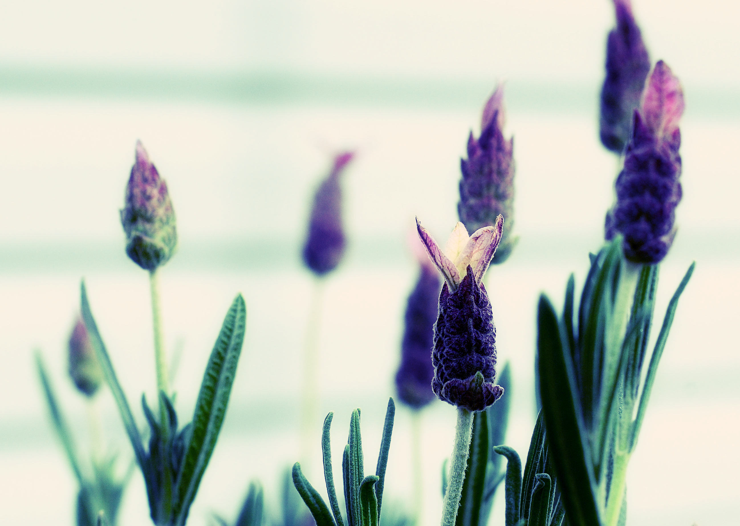 Téléchargez gratuitement l'image Fleurs, Fleur, Terre/nature sur le bureau de votre PC