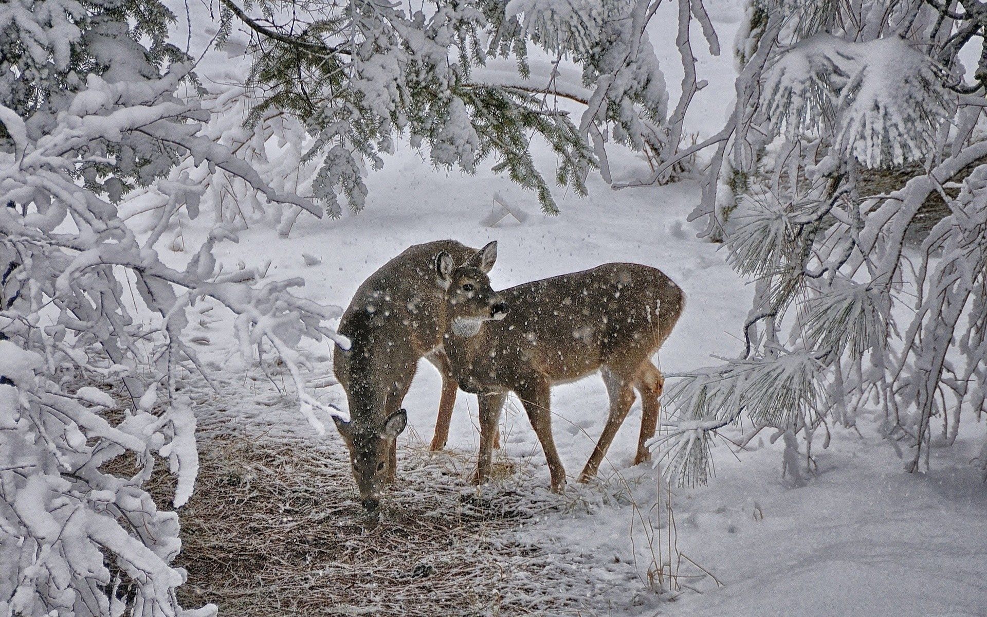 Lock Screen PC Wallpaper animals, trees, snow, deers