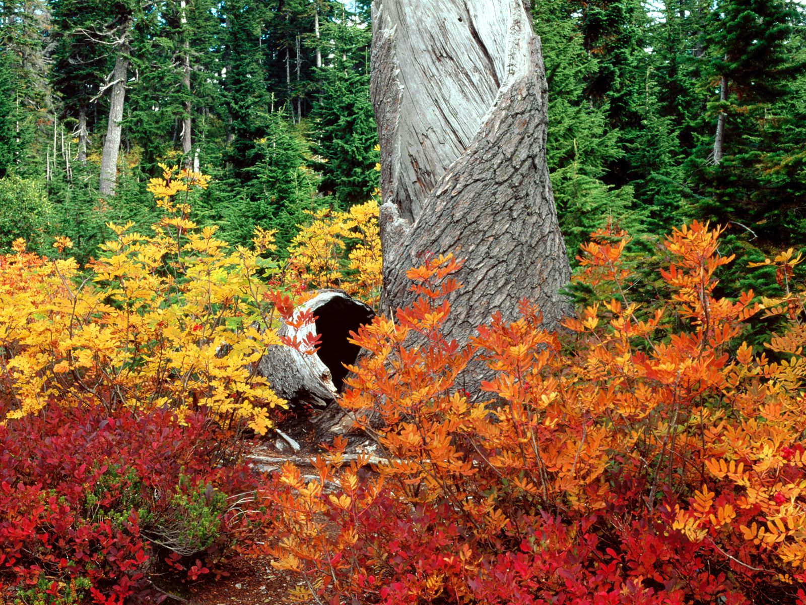 無料モバイル壁紙風景, 自然, 木, 秋, 葉, 写真撮影をダウンロードします。