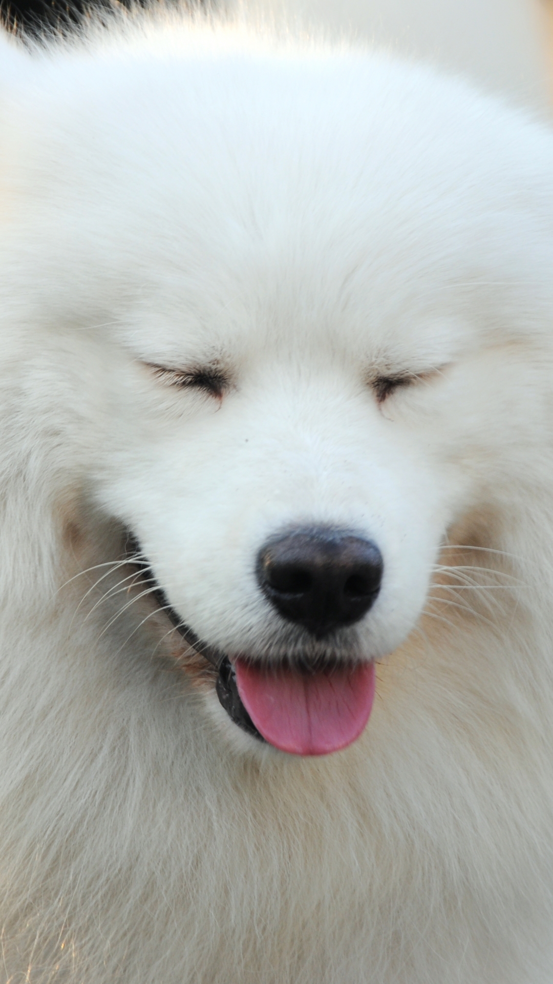Download mobile wallpaper Dogs, Dog, Close Up, Animal, Samoyed for free.