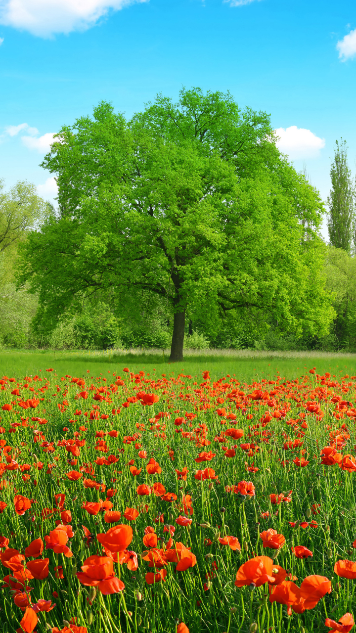 Download mobile wallpaper Nature, Flowers, Summer, Flower, Tree, Earth, Field, Poppy, Red Flower for free.