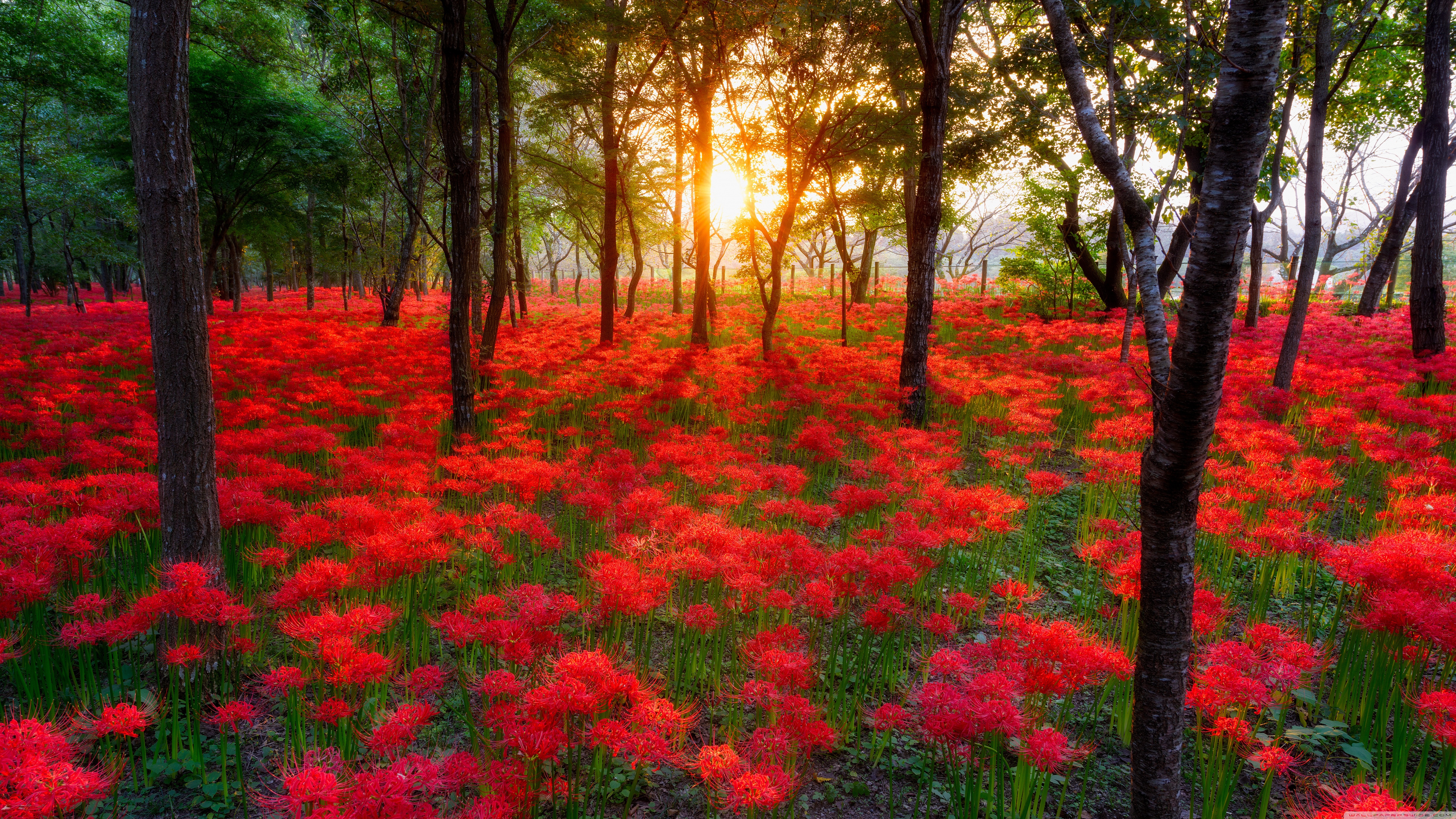 Download mobile wallpaper Flowers, Flower, Forest, Earth, Red Flower for free.