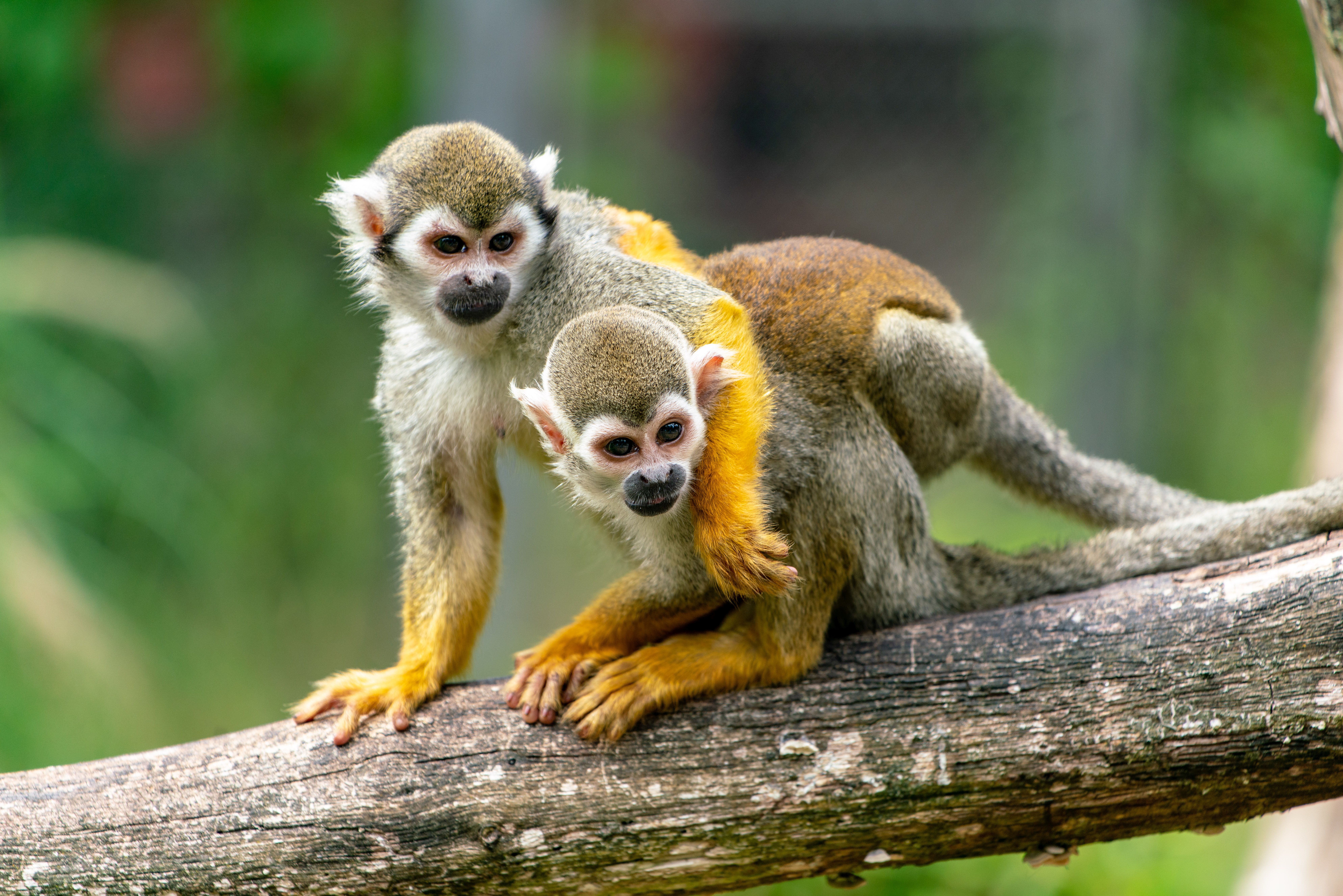 483967 descargar fondo de pantalla mono ardilla, animales, rama, monos: protectores de pantalla e imágenes gratis