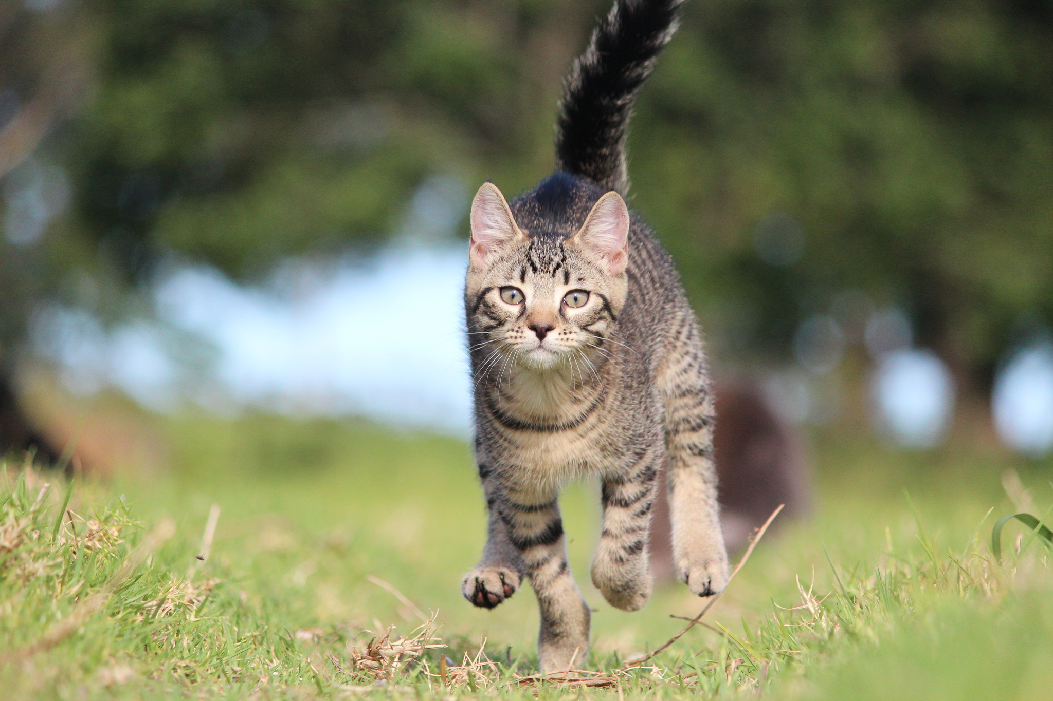 PCデスクトップに動物, ネコ, 猫画像を無料でダウンロード