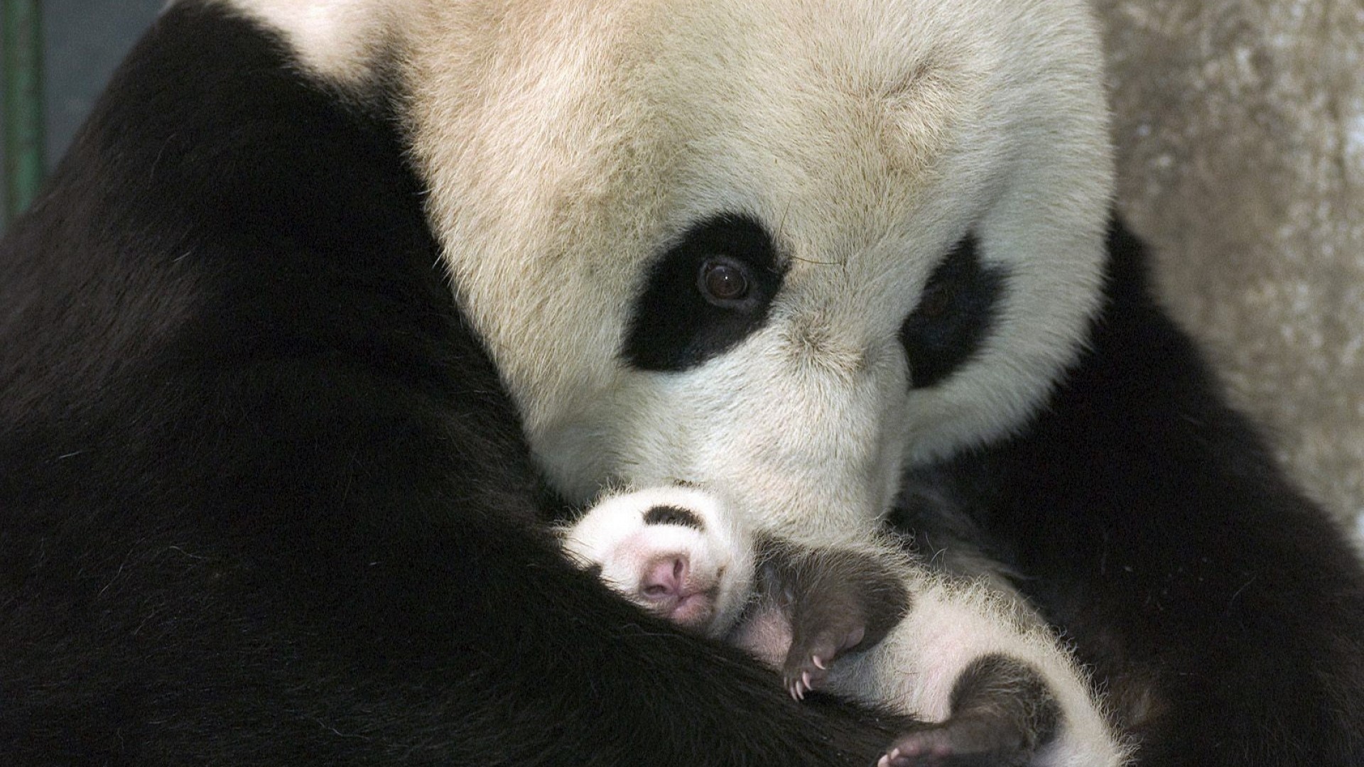 PCデスクトップに動物, パンダ, 可愛い, 愛する, 赤ちゃん動物画像を無料でダウンロード