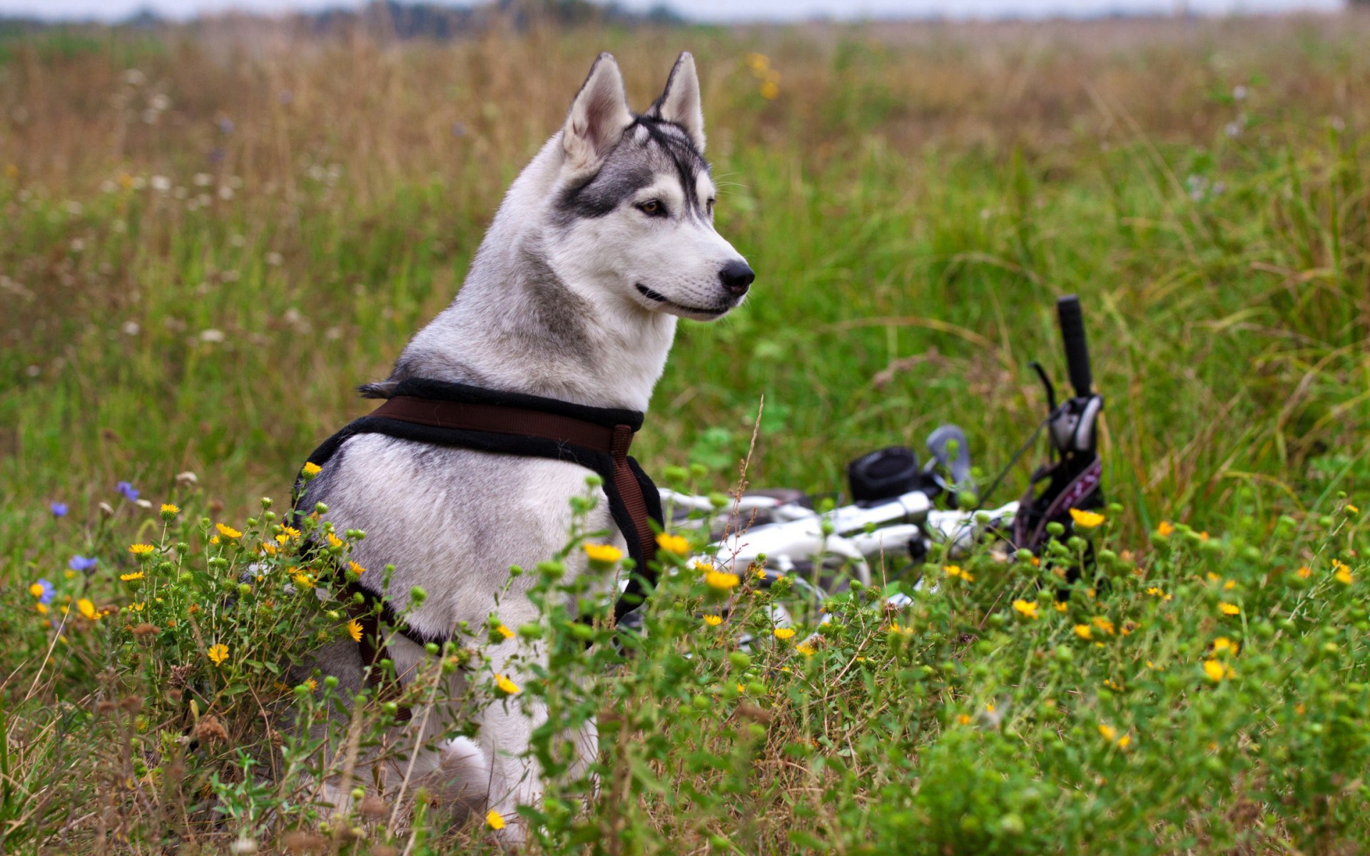 無料モバイル壁紙動物, 犬をダウンロードします。