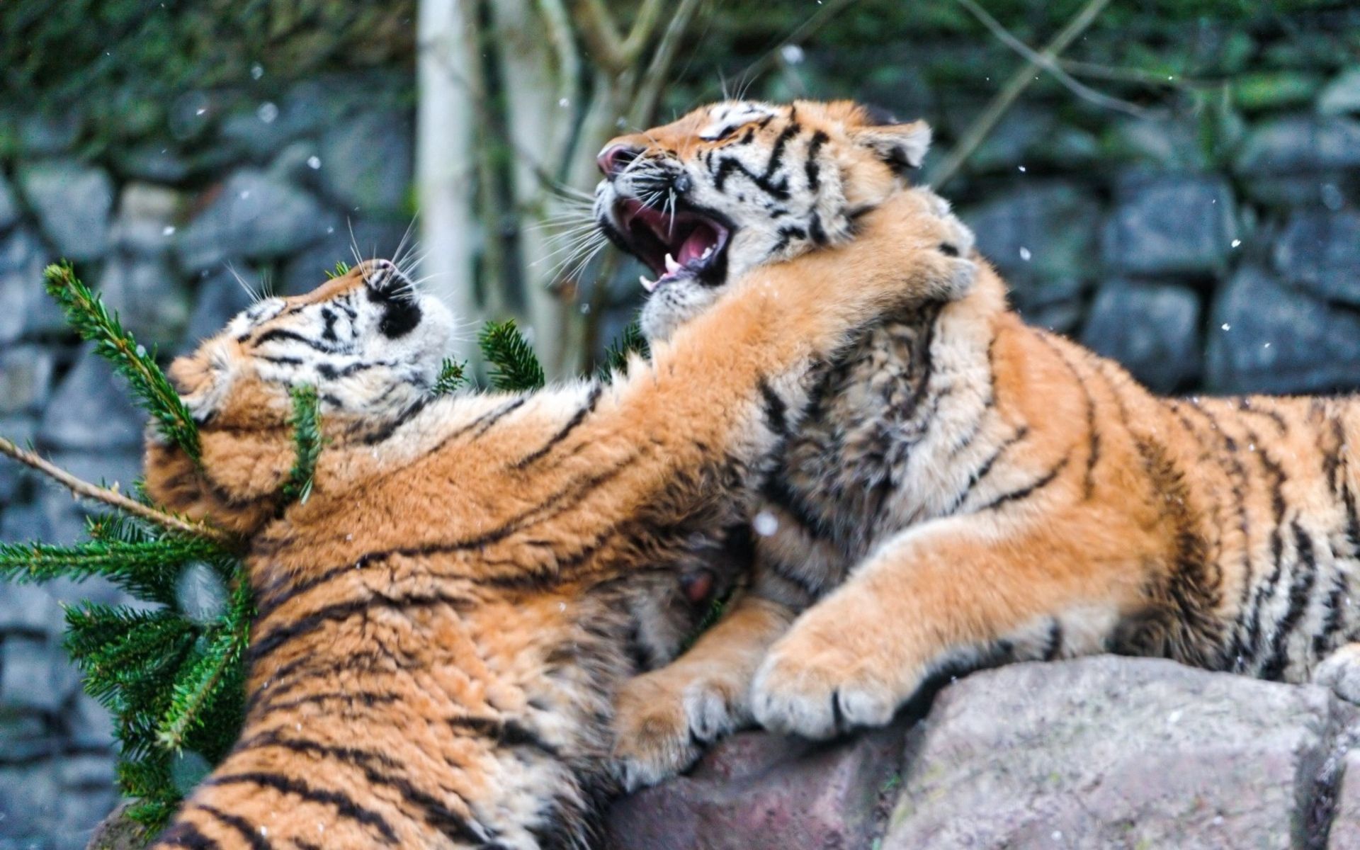 73980 скачать картинку тигры, животные, драка, хищники - обои и заставки бесплатно