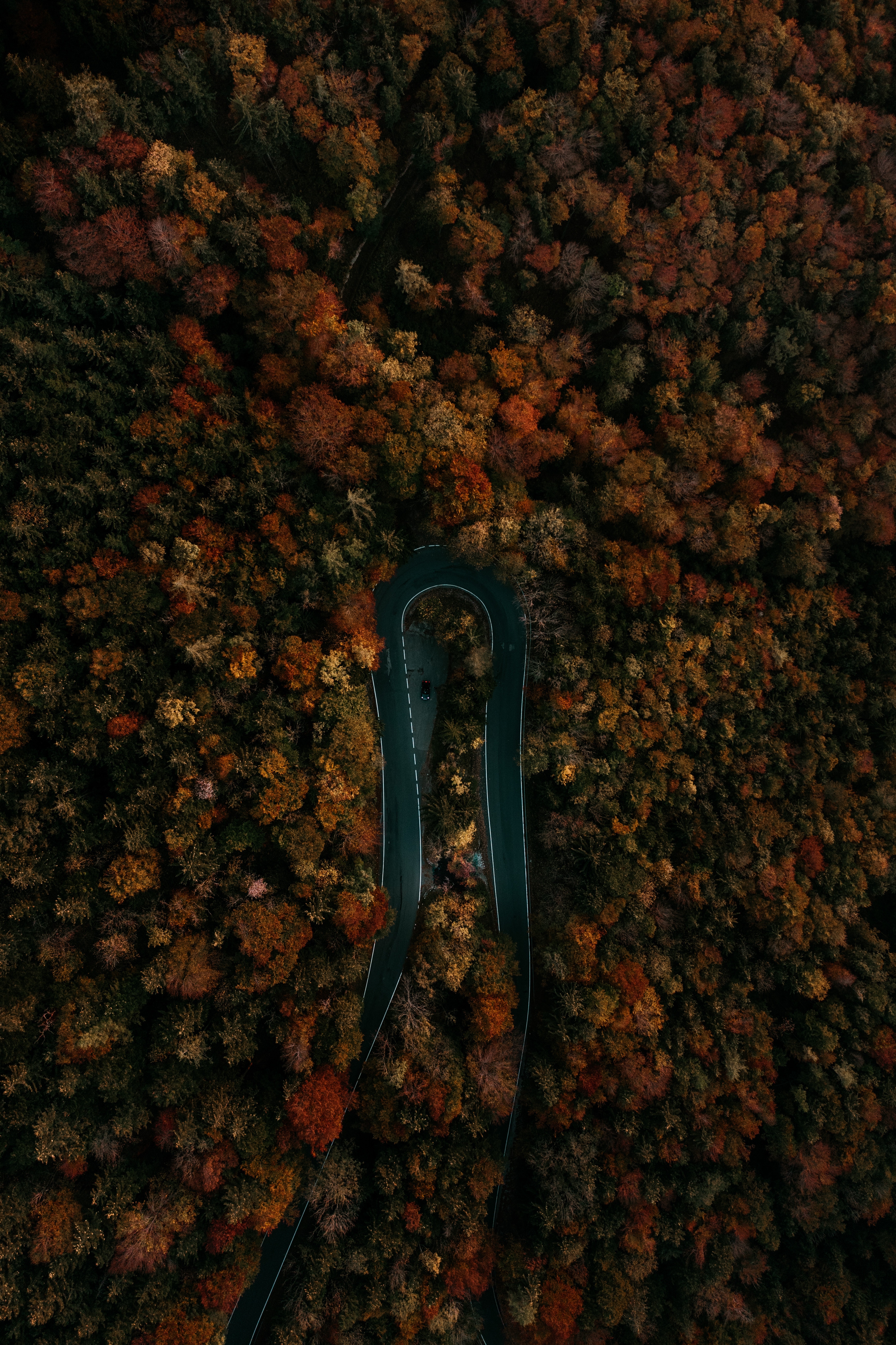 nature, trees, view from above, top, road, turn, forest, tops