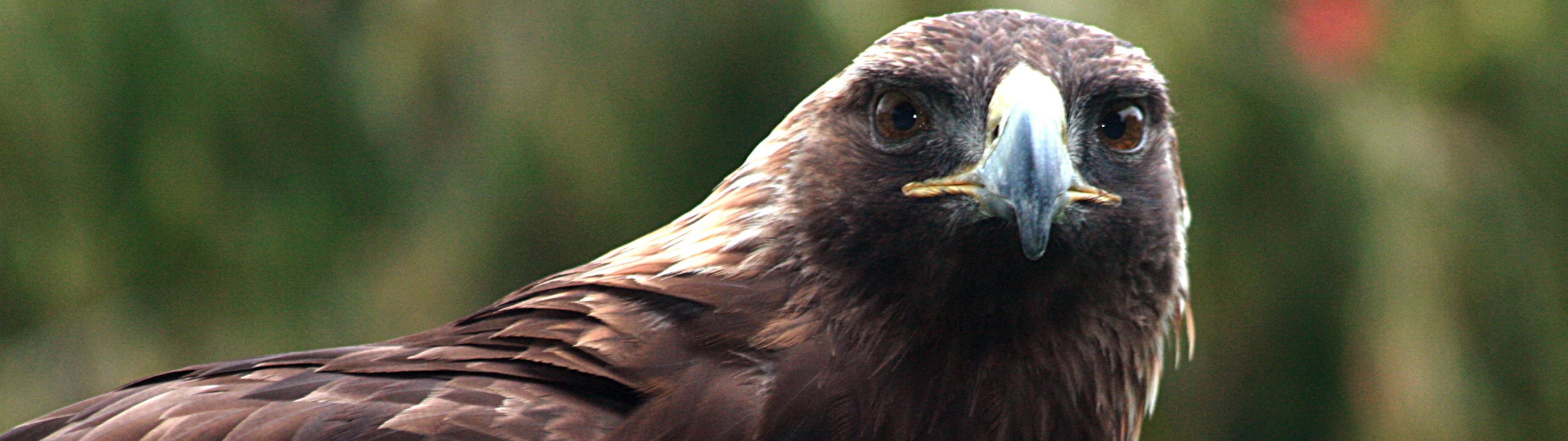 358804 descargar imagen animales, águila real, aves: fondos de pantalla y protectores de pantalla gratis