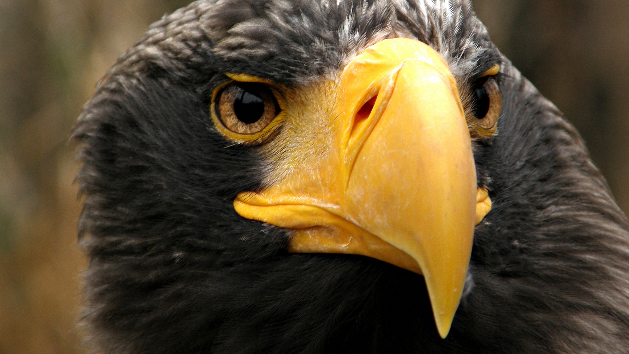 Descarga gratuita de fondo de pantalla para móvil de Animales, Águila, Aves.