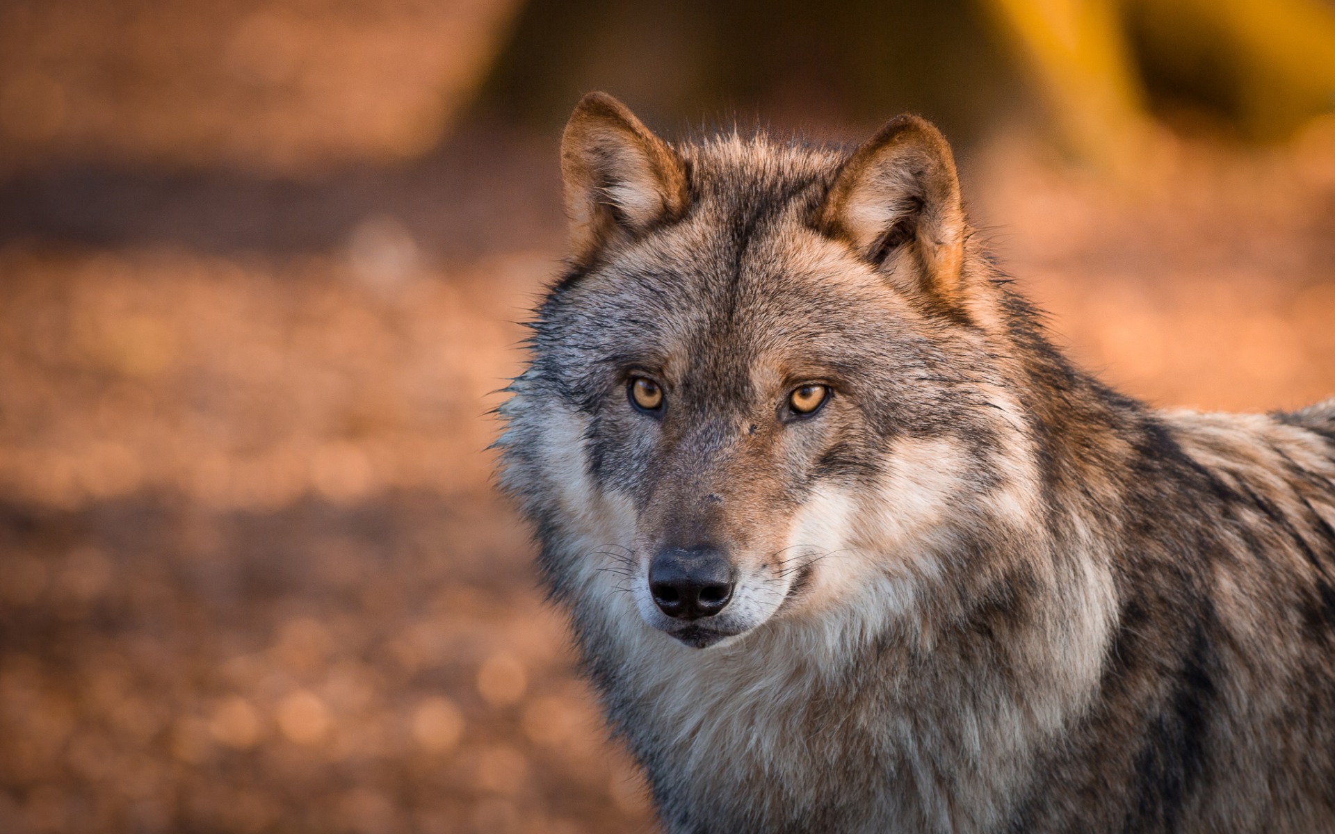 382219 descargar fondo de pantalla animales, lobo gris, wolves: protectores de pantalla e imágenes gratis