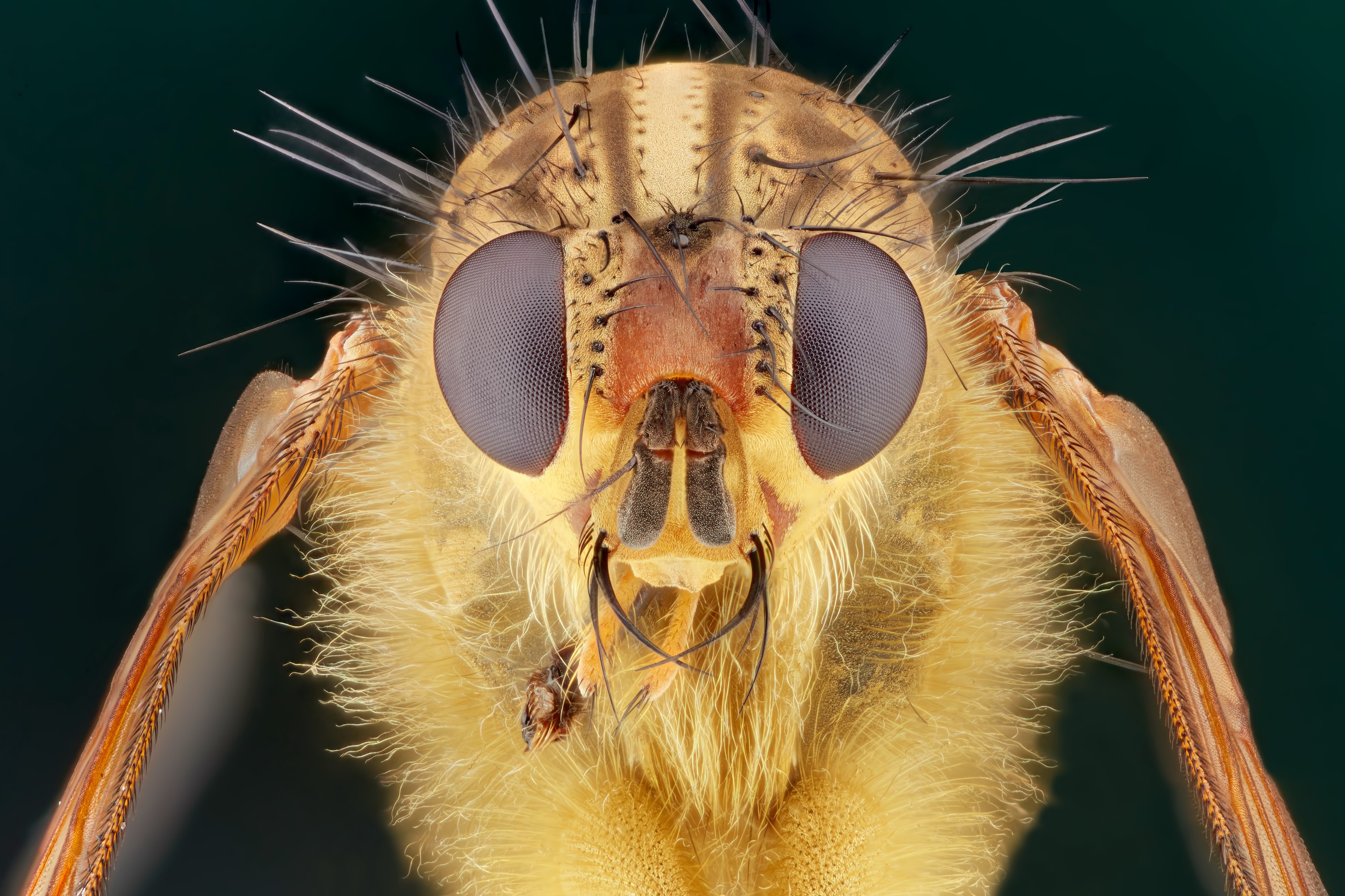 Laden Sie das Tiere, Fliegen, Makro, Insekt, Nahansicht-Bild kostenlos auf Ihren PC-Desktop herunter