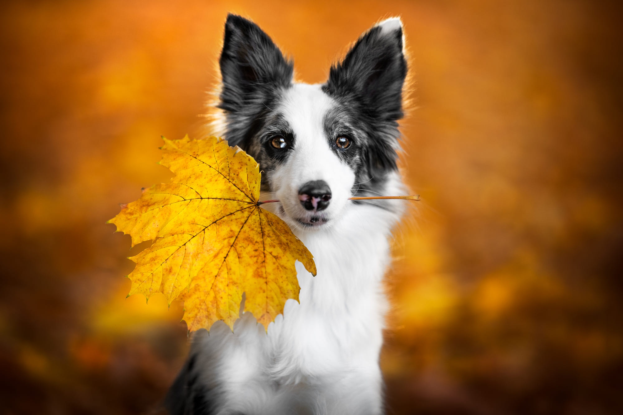 Download mobile wallpaper Dogs, Leaf, Animal, Border Collie for free.