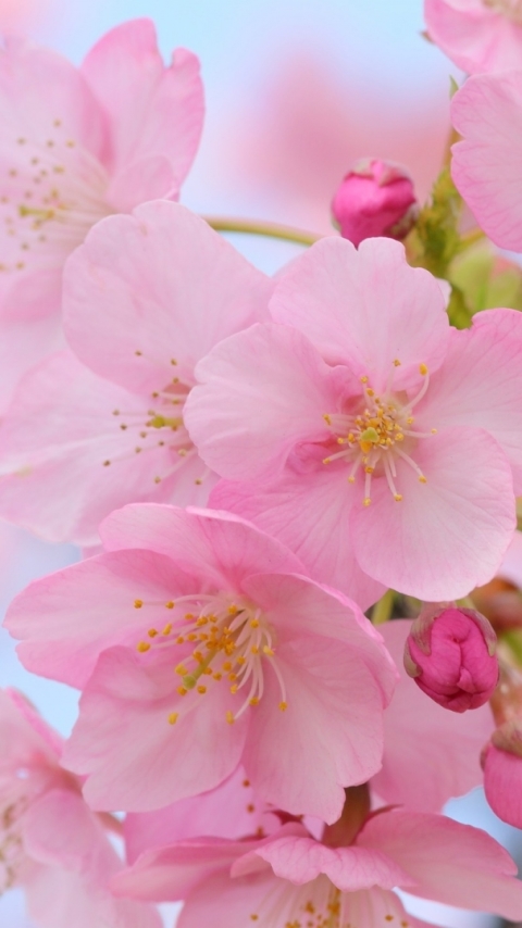 Handy-Wallpaper Blumen, Erde, Nahansicht, Blüte, Kirschblüte, Erde/natur, Pinke Blume kostenlos herunterladen.