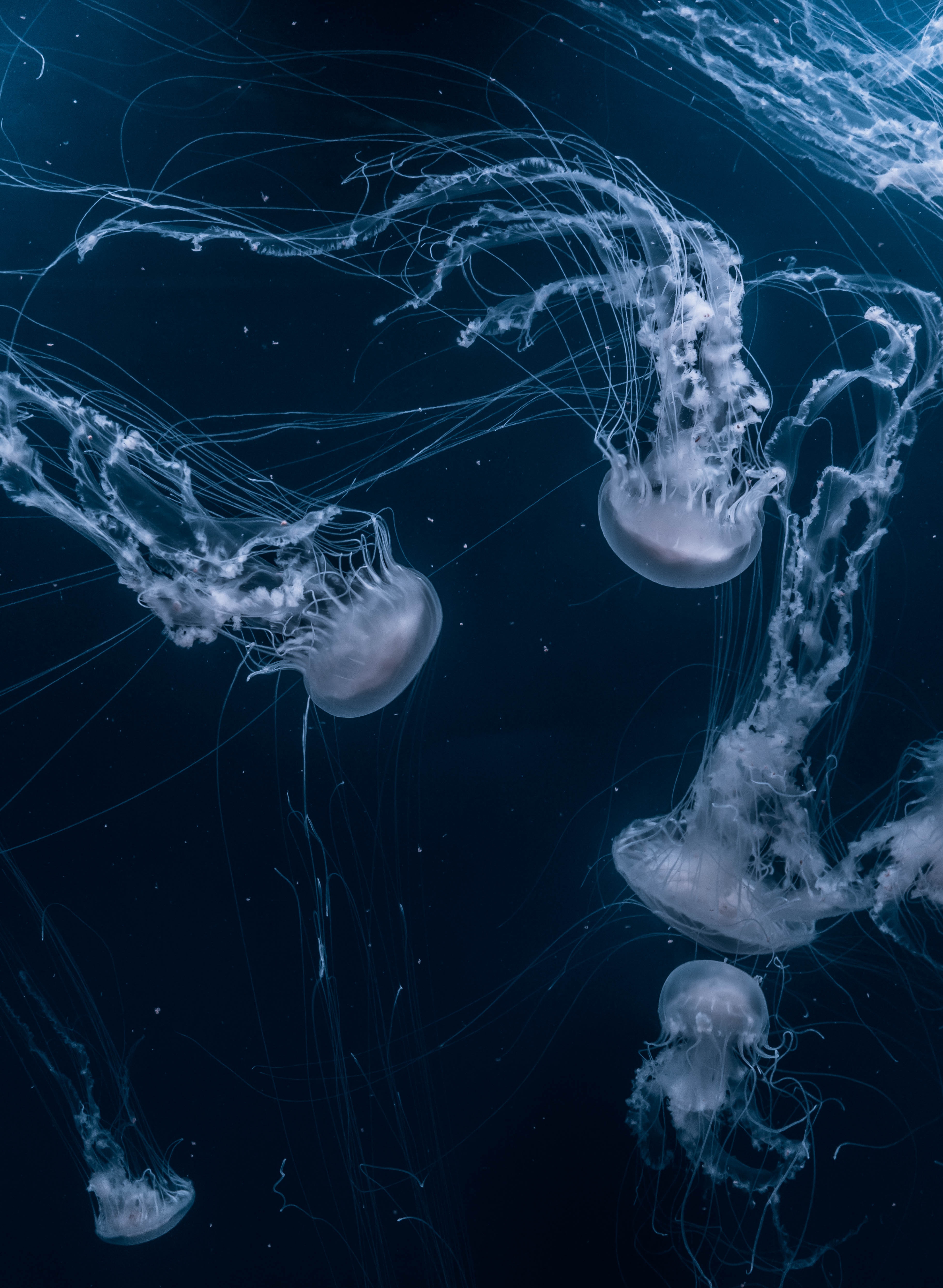 121723 скачать обои океан, медузы, подводный мир, животные, плавать - заставки и картинки бесплатно