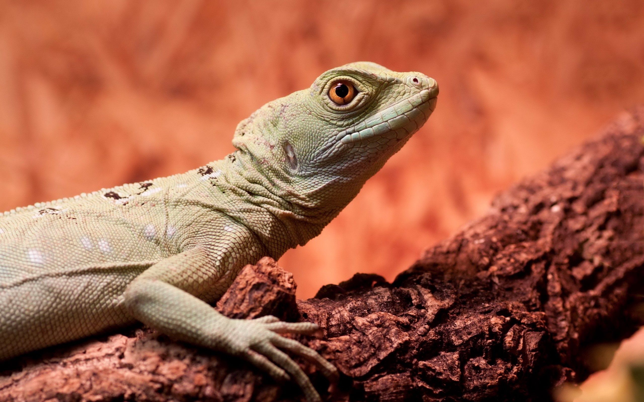 animals, wood, tree, lizard, climb for android