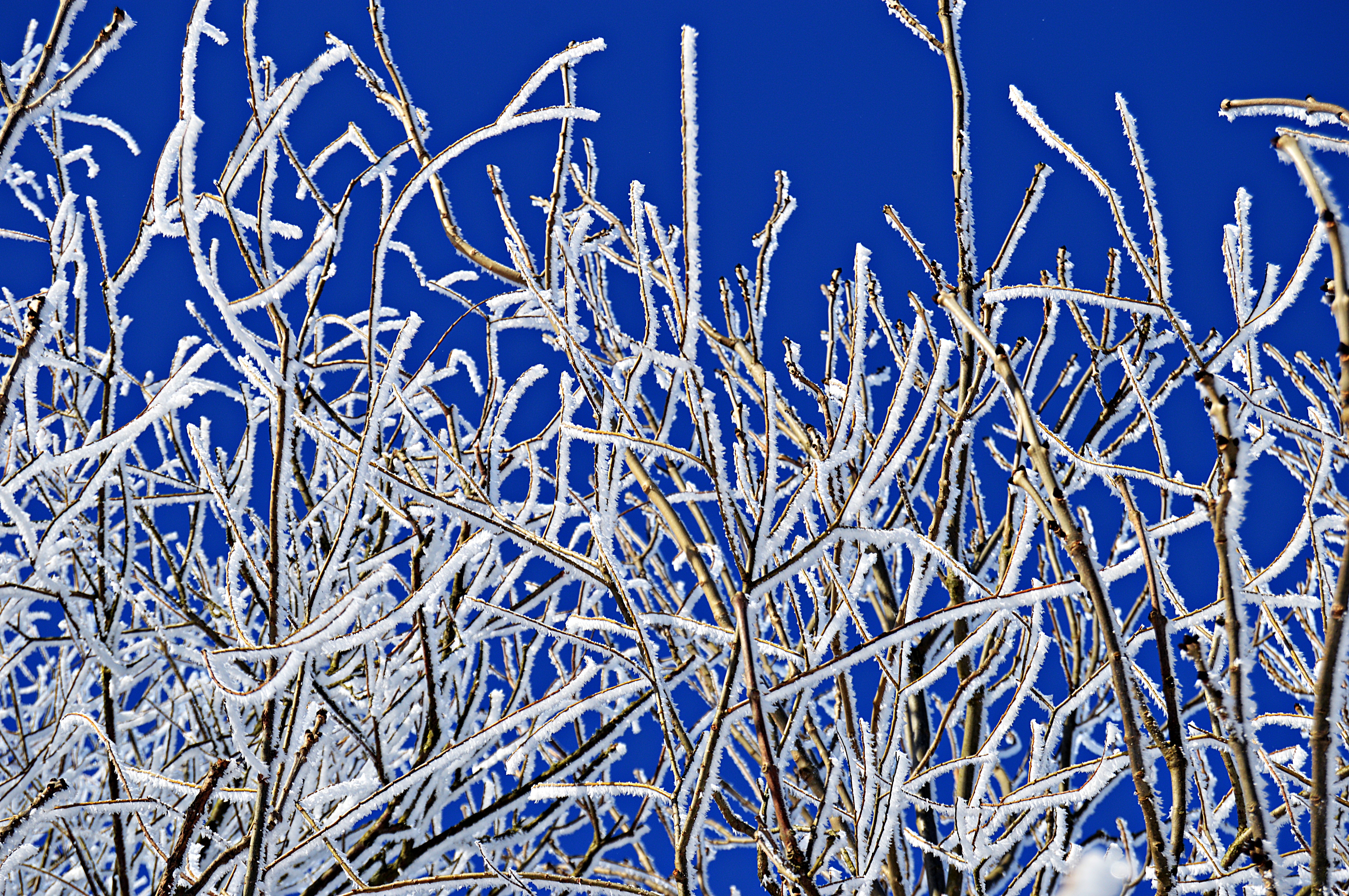 winter, nature, branches, frost, cold, rime, freeze