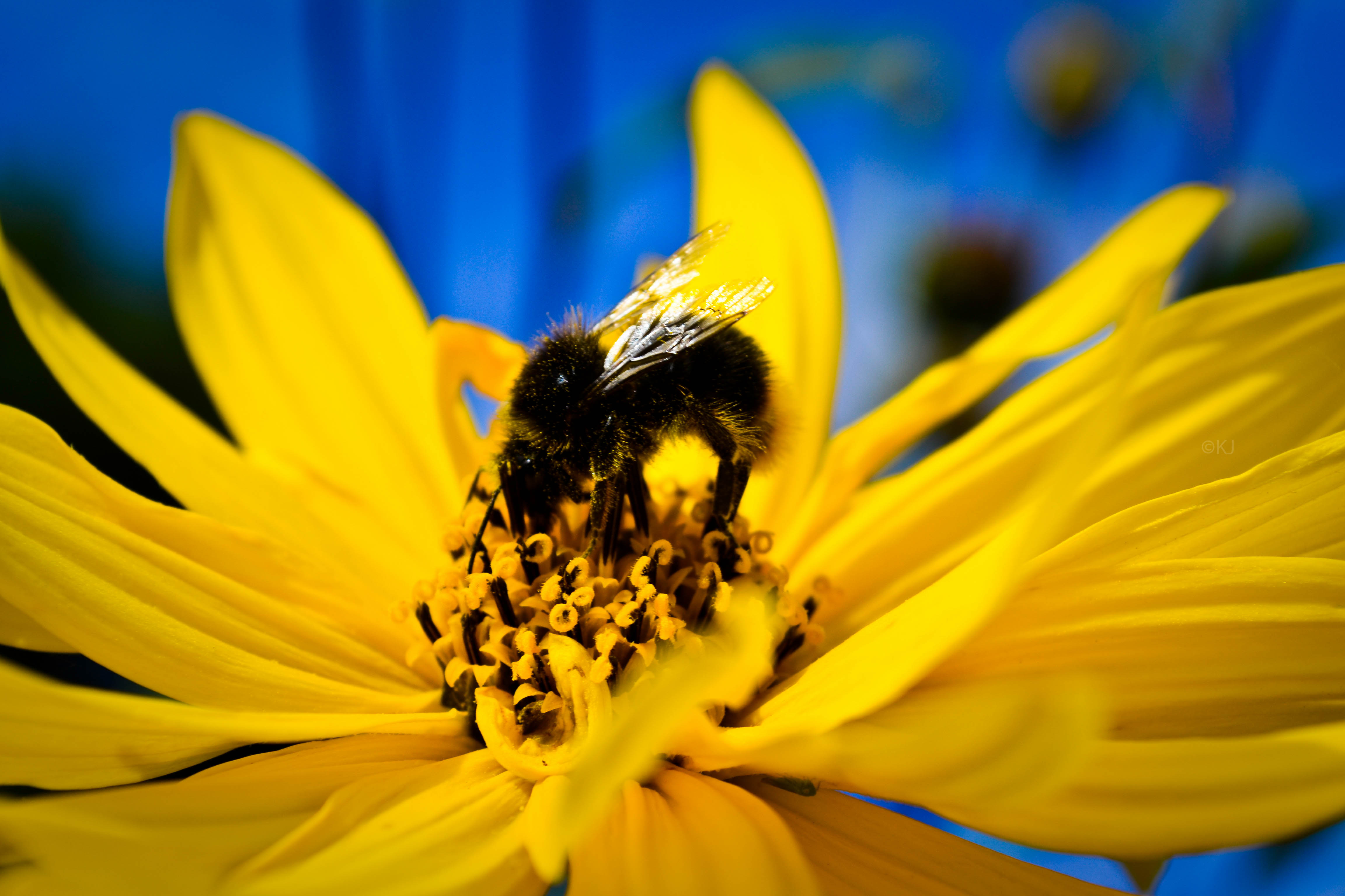 307167 baixar papel de parede animais, abelha, fechar se, macro, photoshop, insetos - protetores de tela e imagens gratuitamente