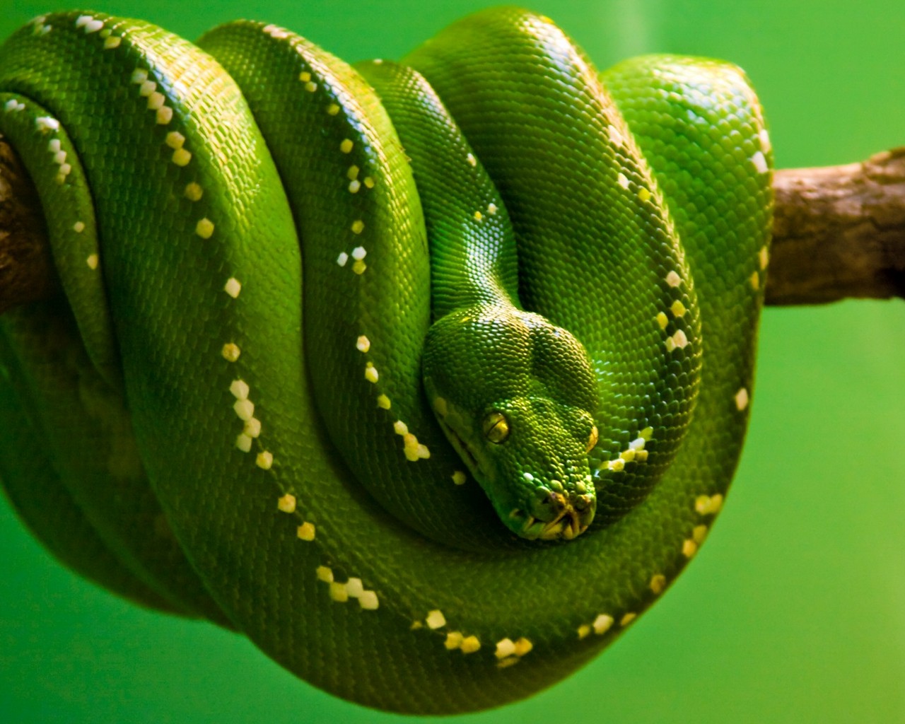 Free download wallpaper Animal, Snake, Python on your PC desktop