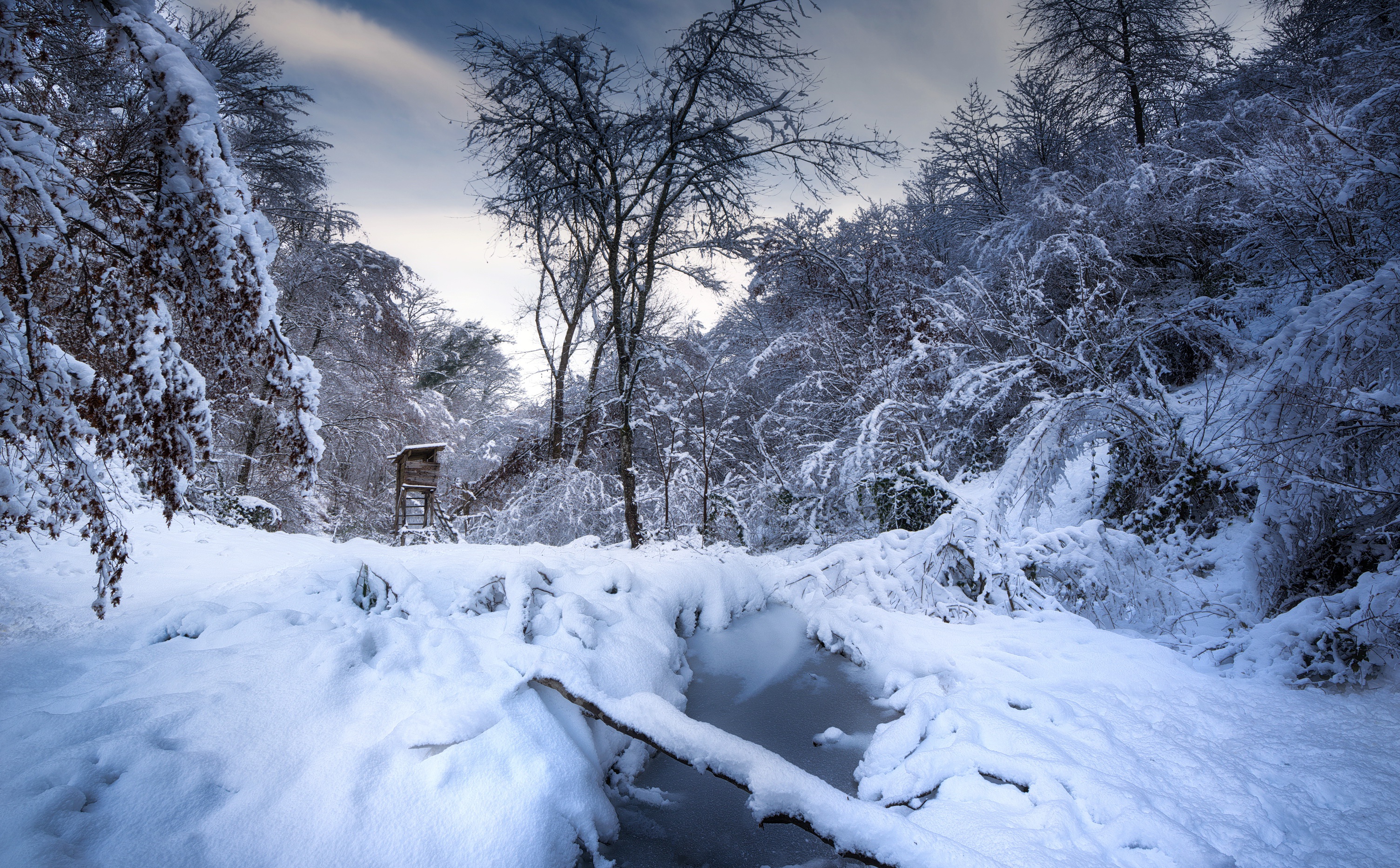 Descarga gratis la imagen Invierno, Naturaleza, Nieve, Bosque, Chorro, Tierra/naturaleza en el escritorio de tu PC