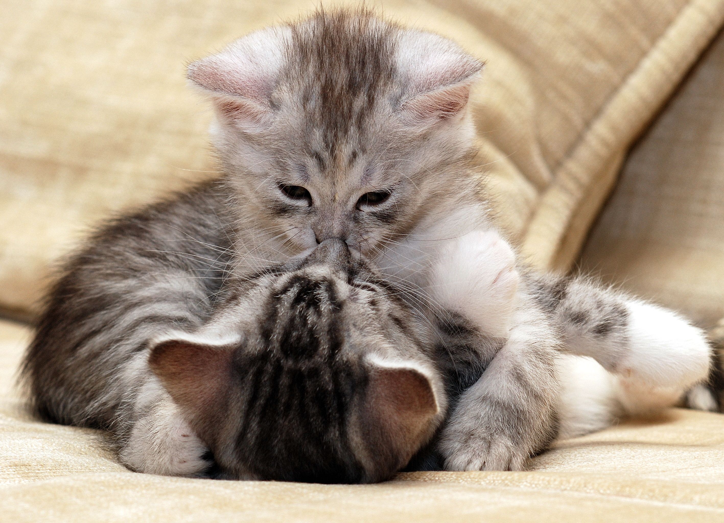 Baixe gratuitamente a imagem Gato, Gatos, Animais na área de trabalho do seu PC