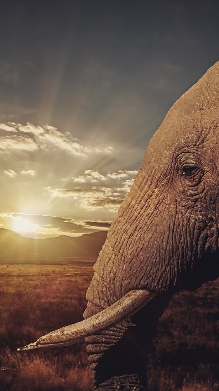 Скачать картинку Животные, Закат, Саванна, Слоны, Слон, Африканский Слон, Закат Солнца в телефон бесплатно.