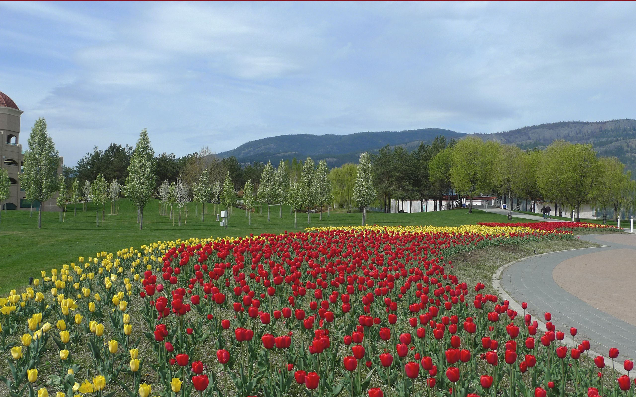 Descarga gratuita de fondo de pantalla para móvil de Tulipanes, Naturaleza, Cama De Flores, Parterre, Flores.