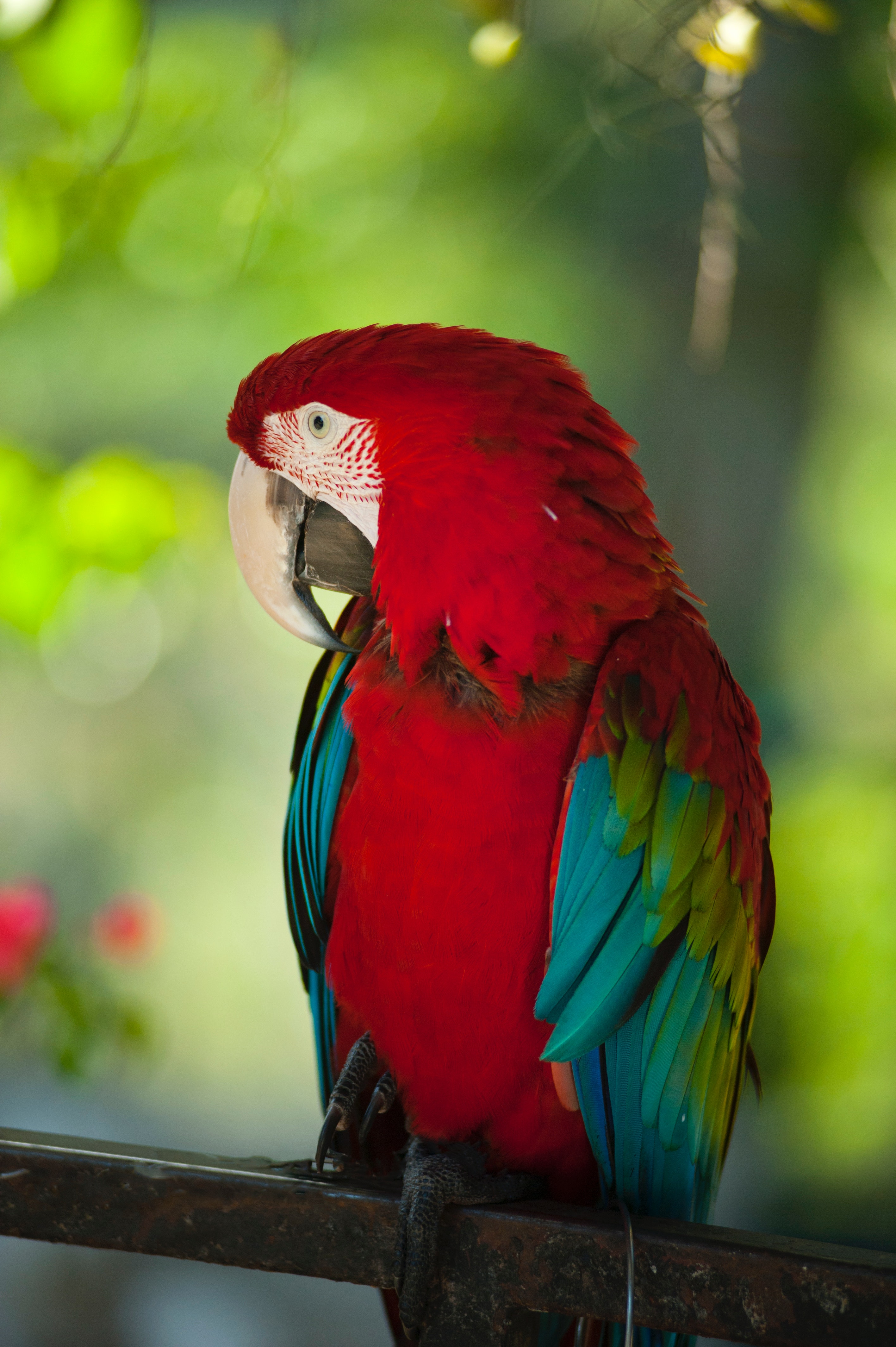 macaw, parrots, color, wildlife, red, animals, bird