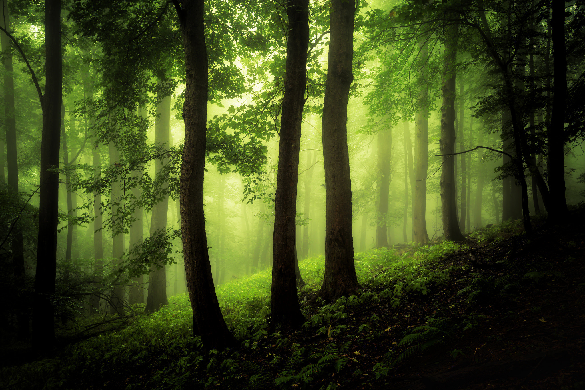 Téléchargez gratuitement l'image Forêt, Arbre, Brouillard, La Nature, Terre/nature sur le bureau de votre PC