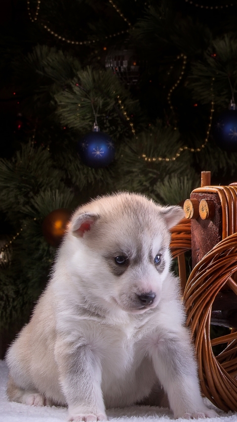 無料モバイル壁紙動物, 犬, ハスキーをダウンロードします。