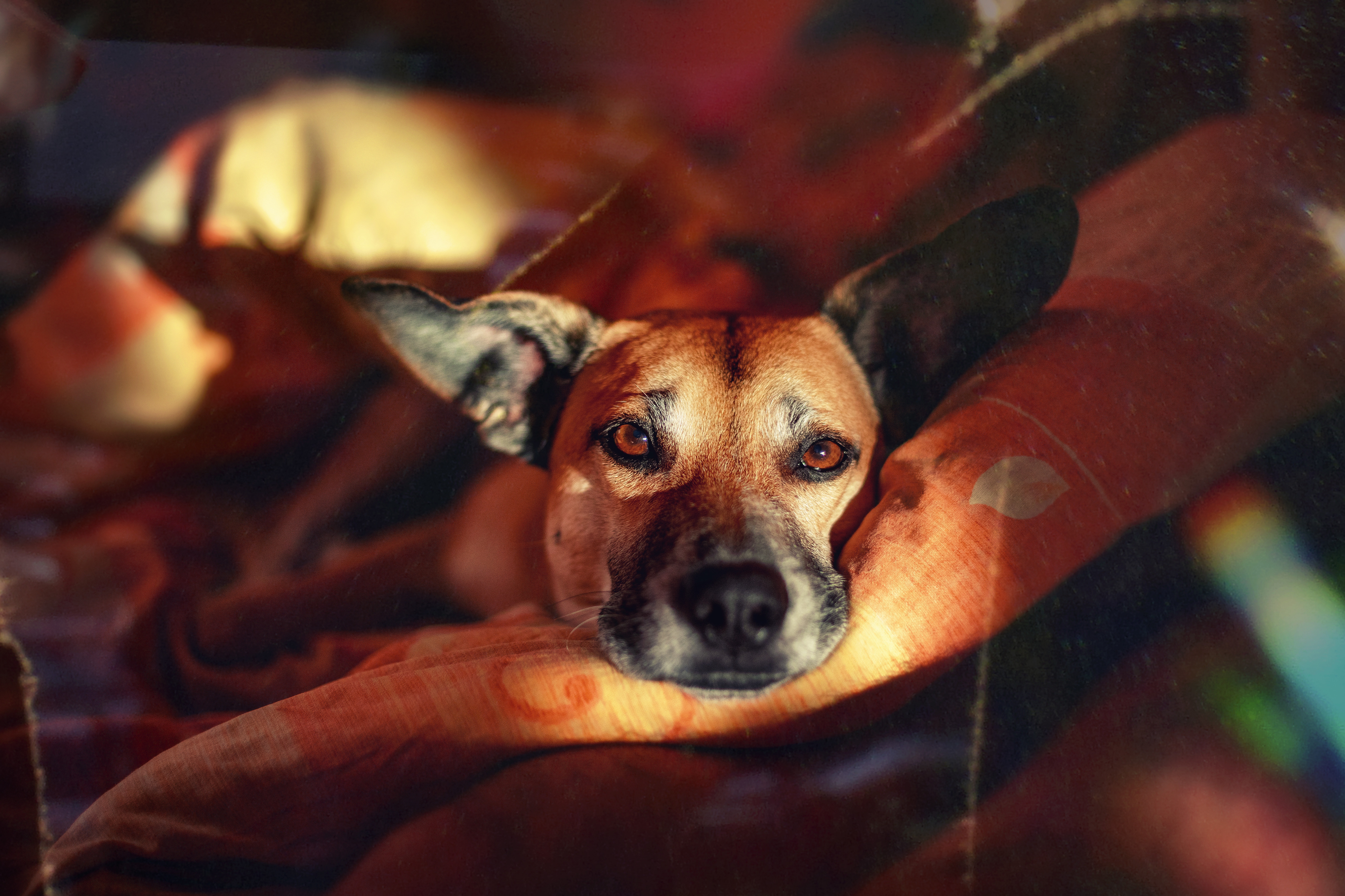 Laden Sie das Tiere, Hunde, Hund, Starren-Bild kostenlos auf Ihren PC-Desktop herunter